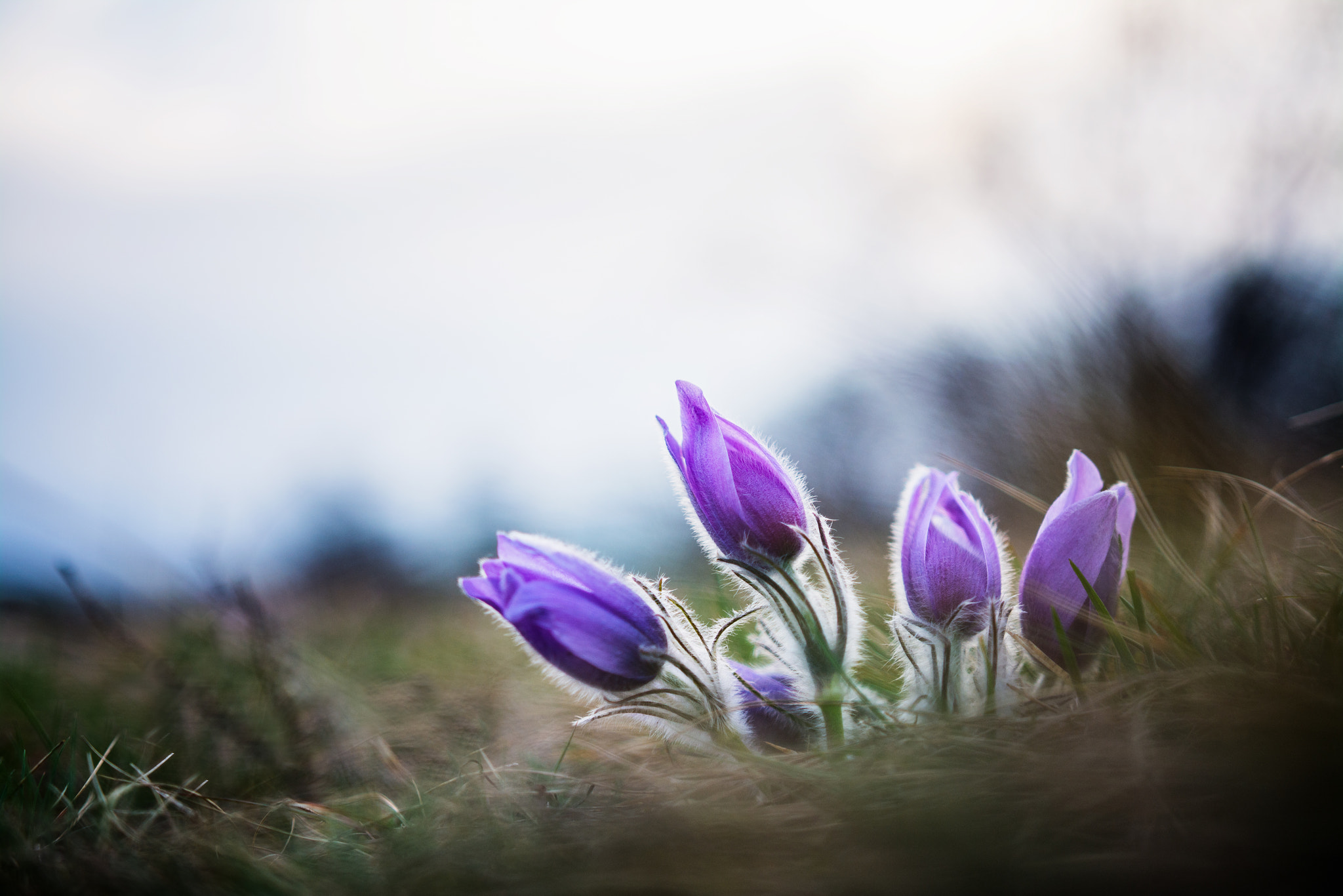 Nikon D7100 sample photo. Pulsatilla photography