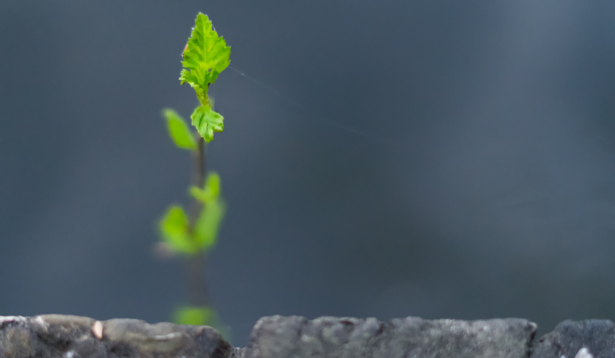 50mm F1.8 sample photo. New leaf photography