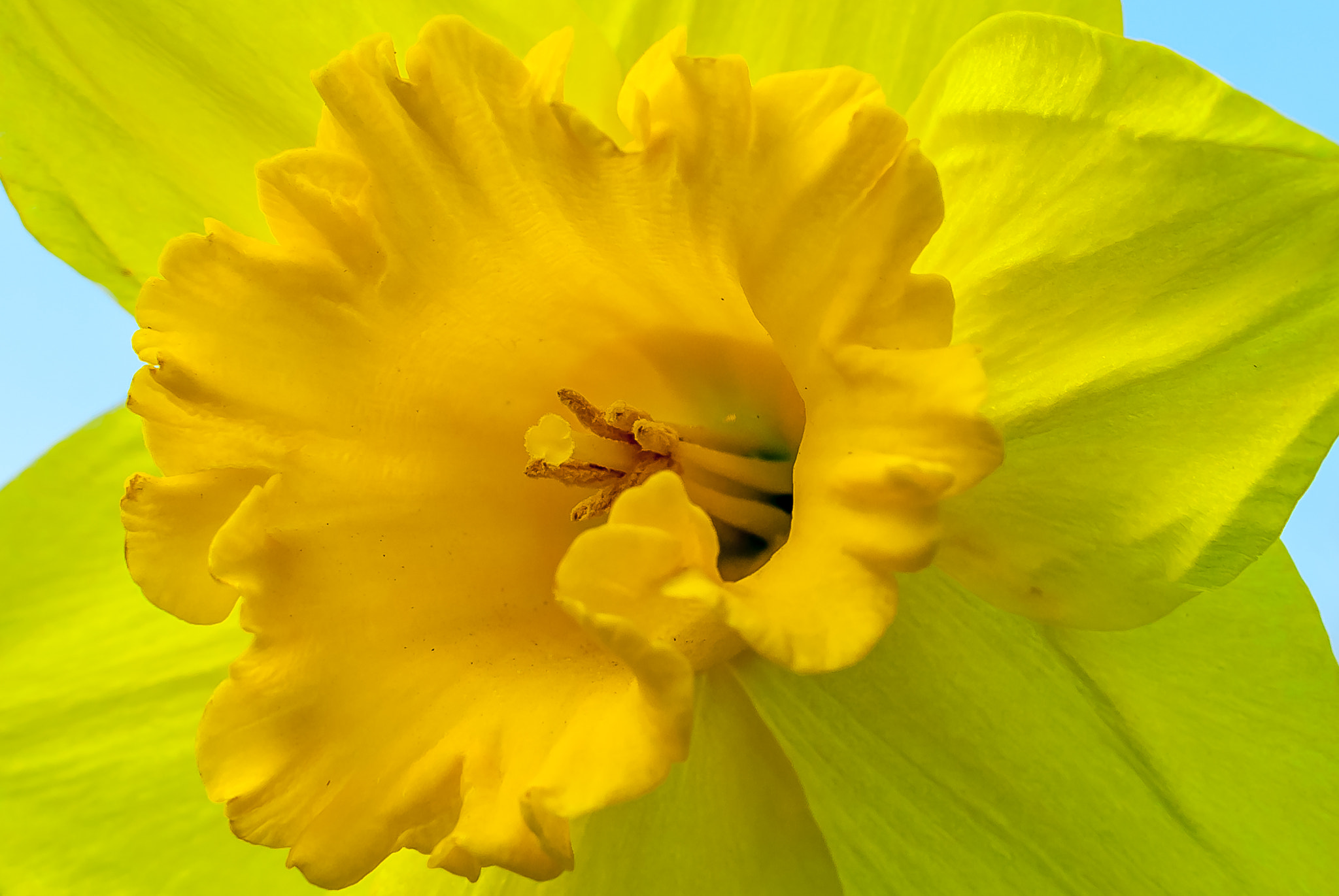 Nikon D200 sample photo. Daffodil close up photography