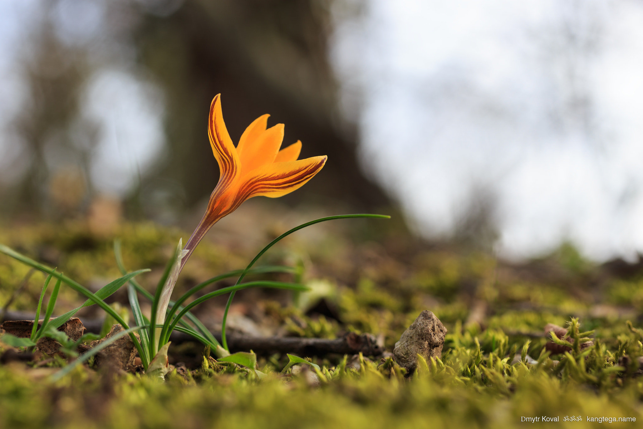 Canon EOS 6D + Canon EF 50mm F2.5 Macro sample photo. Forest picture with crocus photography
