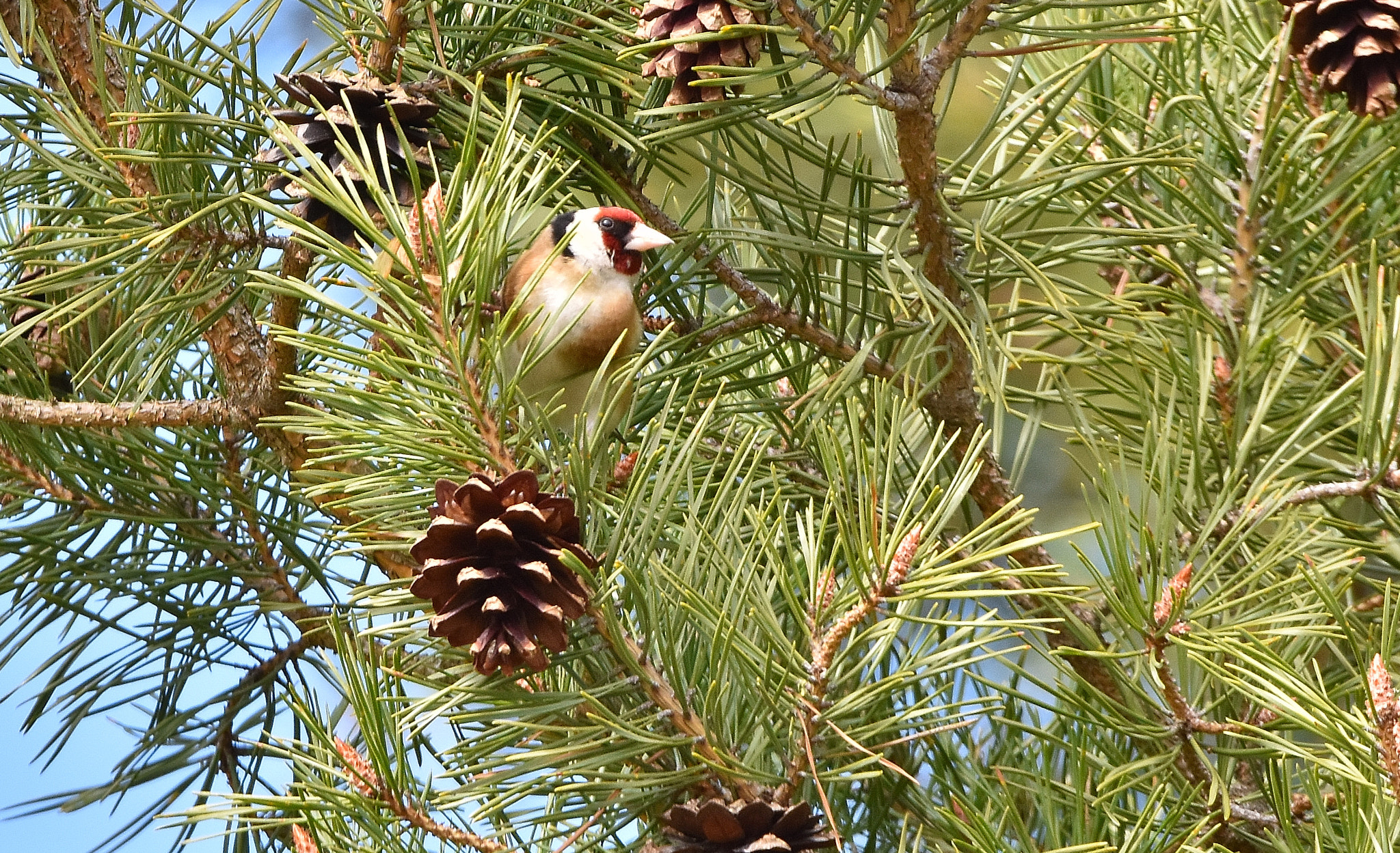 Nikon D7200 + Sigma 150-600mm F5-6.3 DG OS HSM | C sample photo. European goldfinch photography