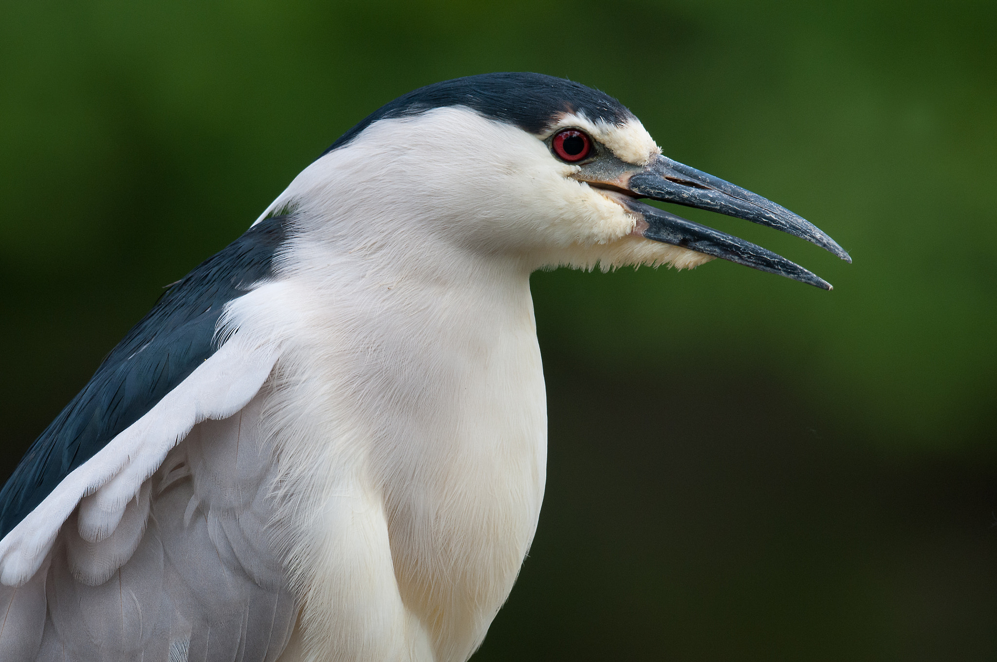 Nikon D300S sample photo. Bihoreau gris, nycticorax nycticorax, black-crowned night-heron photography