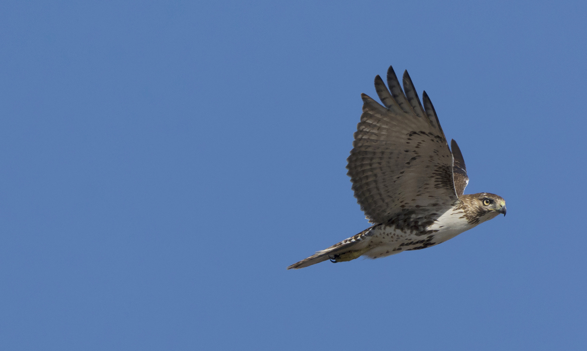 Nikon AF-S Nikkor 200-500mm F5.6E ED VR sample photo. Red tailed hawk photography