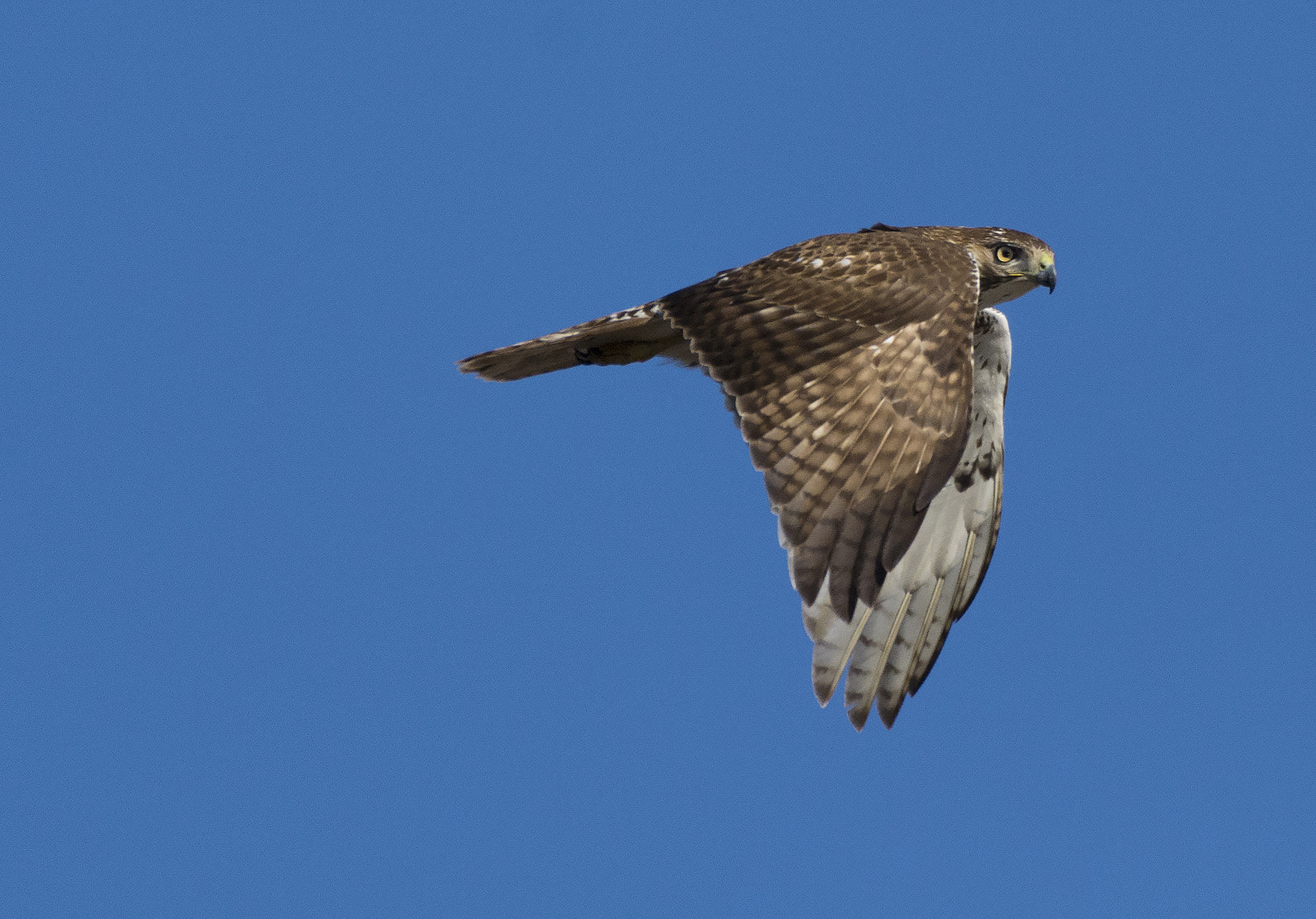 Nikon AF-S Nikkor 200-500mm F5.6E ED VR sample photo. In flight photography