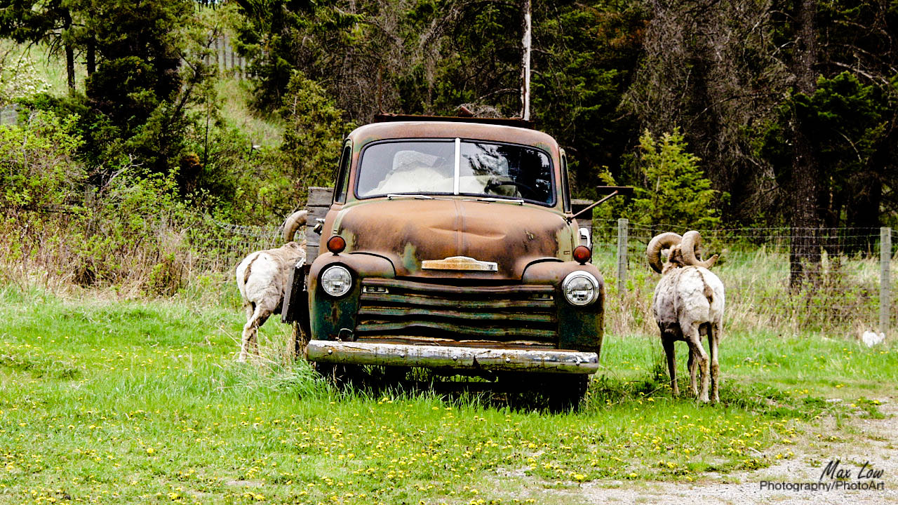 Olympus E-10 sample photo. Two goats photography