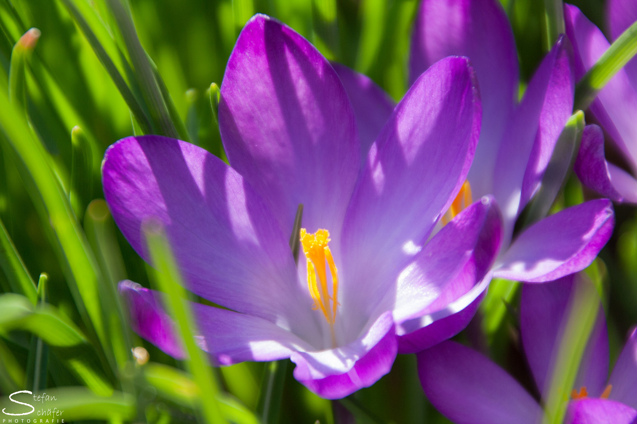 Canon EOS 1000D (EOS Digital Rebel XS / EOS Kiss F) sample photo. Crocus photography