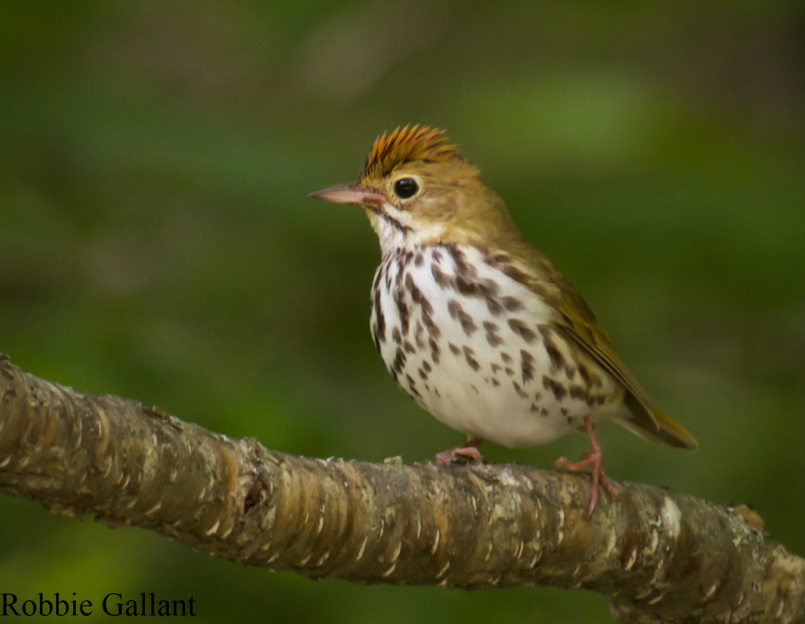 Canon EF 100-400mm F4.5-5.6L IS USM sample photo. Ovenbird photography