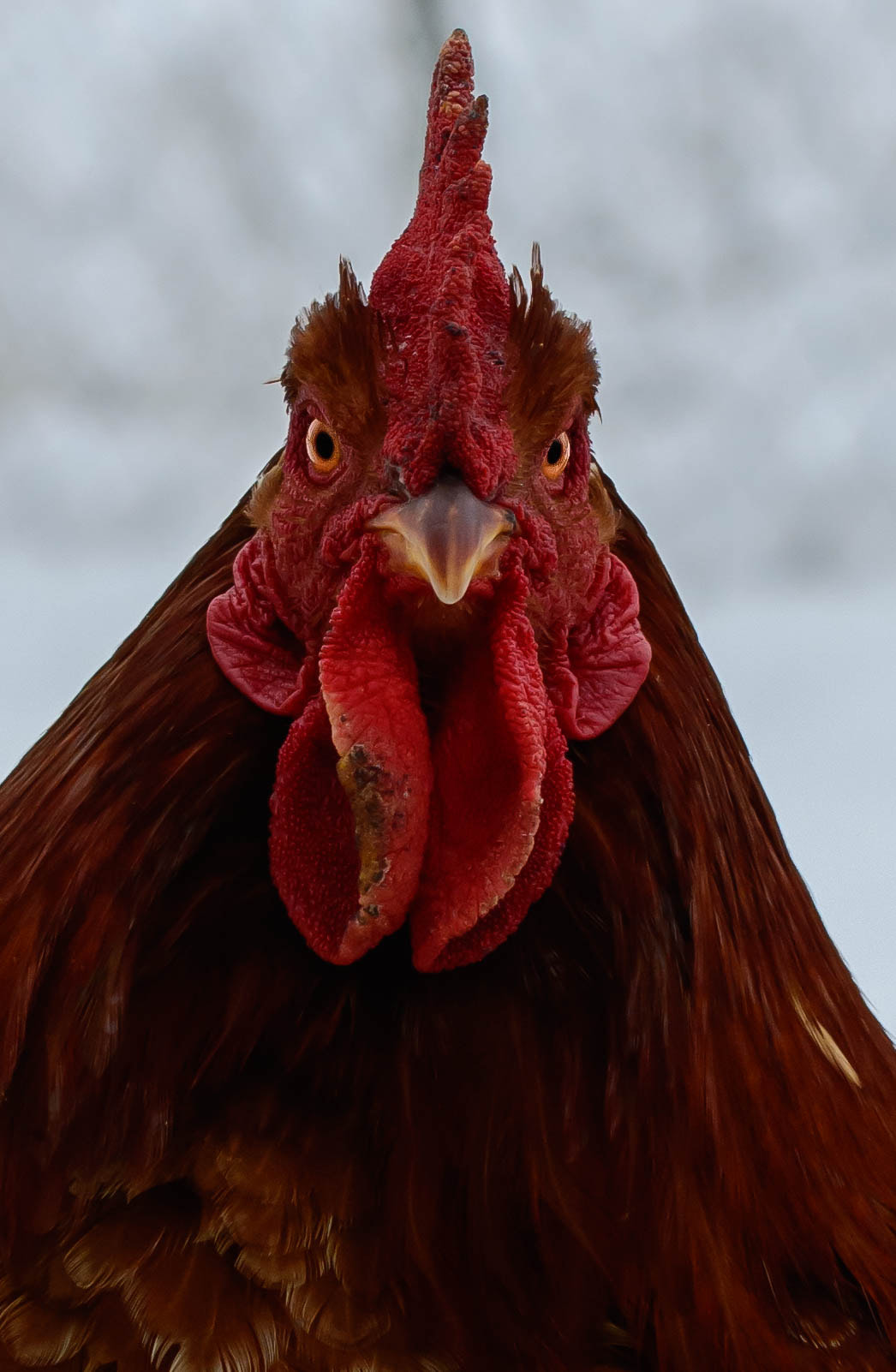Nikon D5200 sample photo. Hungarian yellow rooster photography