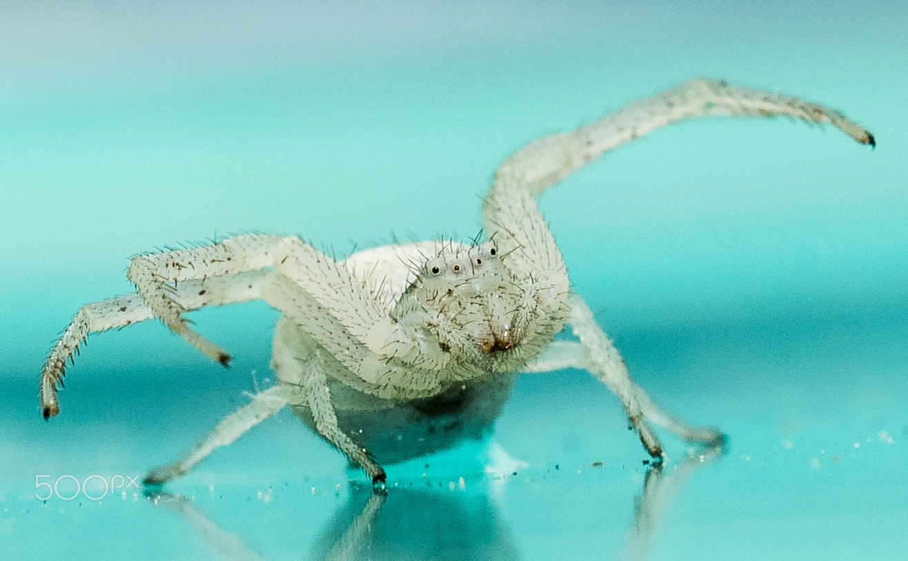Sigma 105mm F2.8 EX DG OS HSM sample photo. Ready to pounce photography