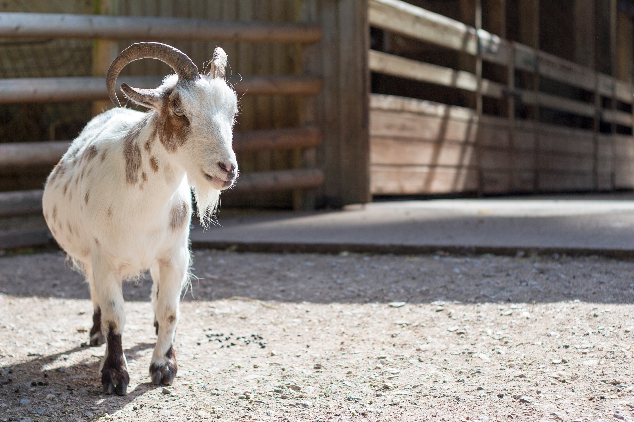 Canon EOS 700D (EOS Rebel T5i / EOS Kiss X7i) + Canon EF 50mm F1.8 II sample photo. Goat photography