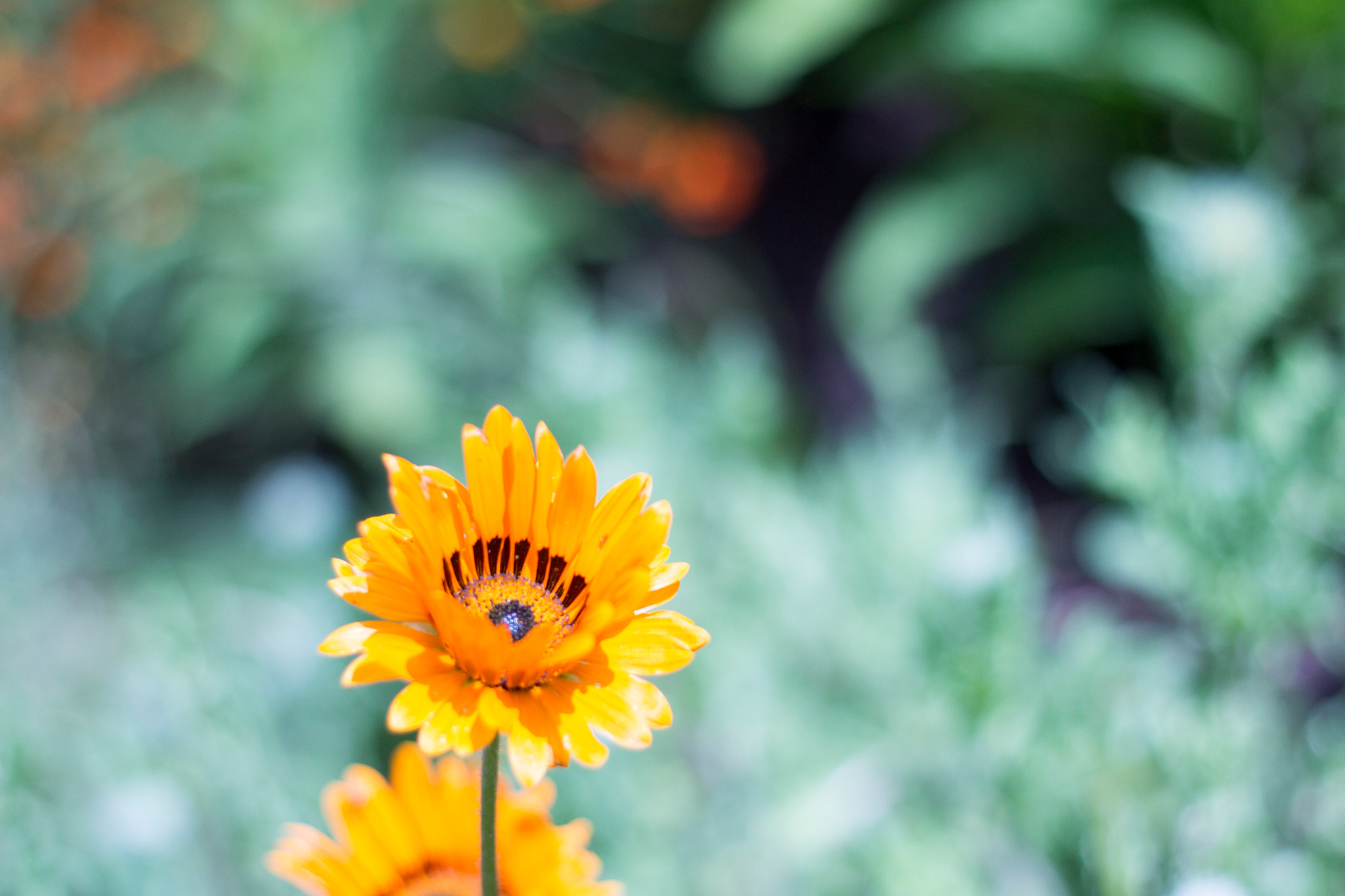 Canon EOS 700D (EOS Rebel T5i / EOS Kiss X7i) + Canon EF 50mm F1.8 II sample photo. Flower photography