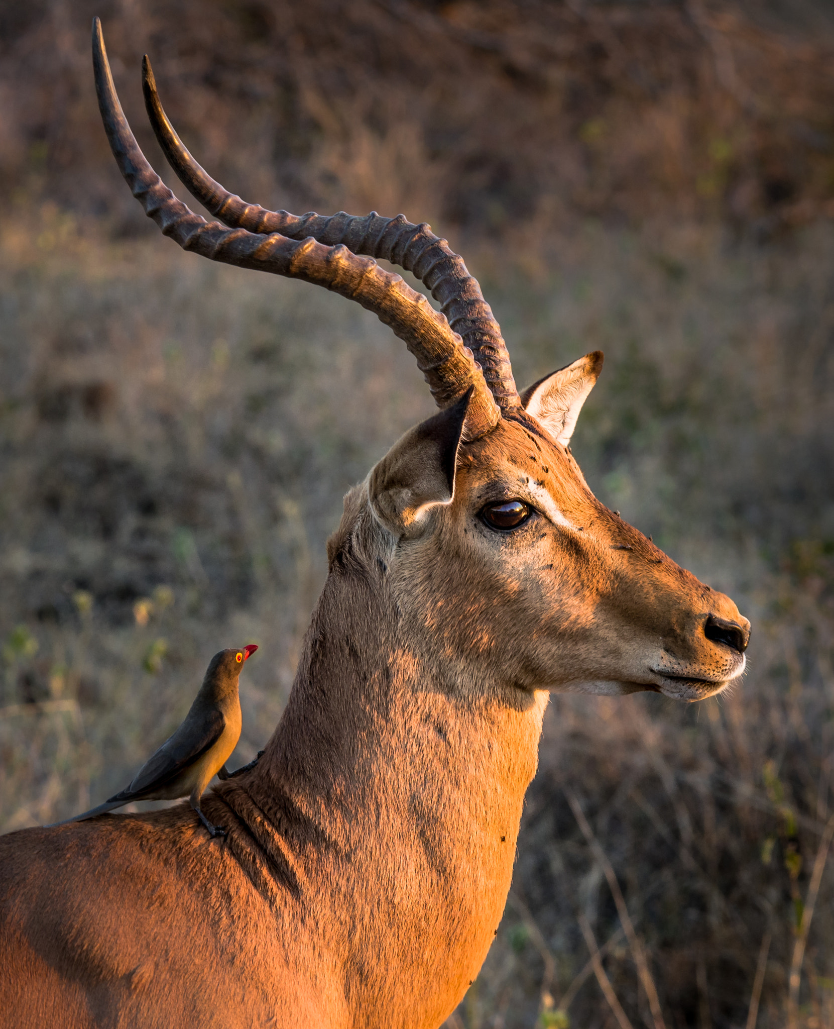 Pentax K-5 II sample photo. Impala at sunset photography