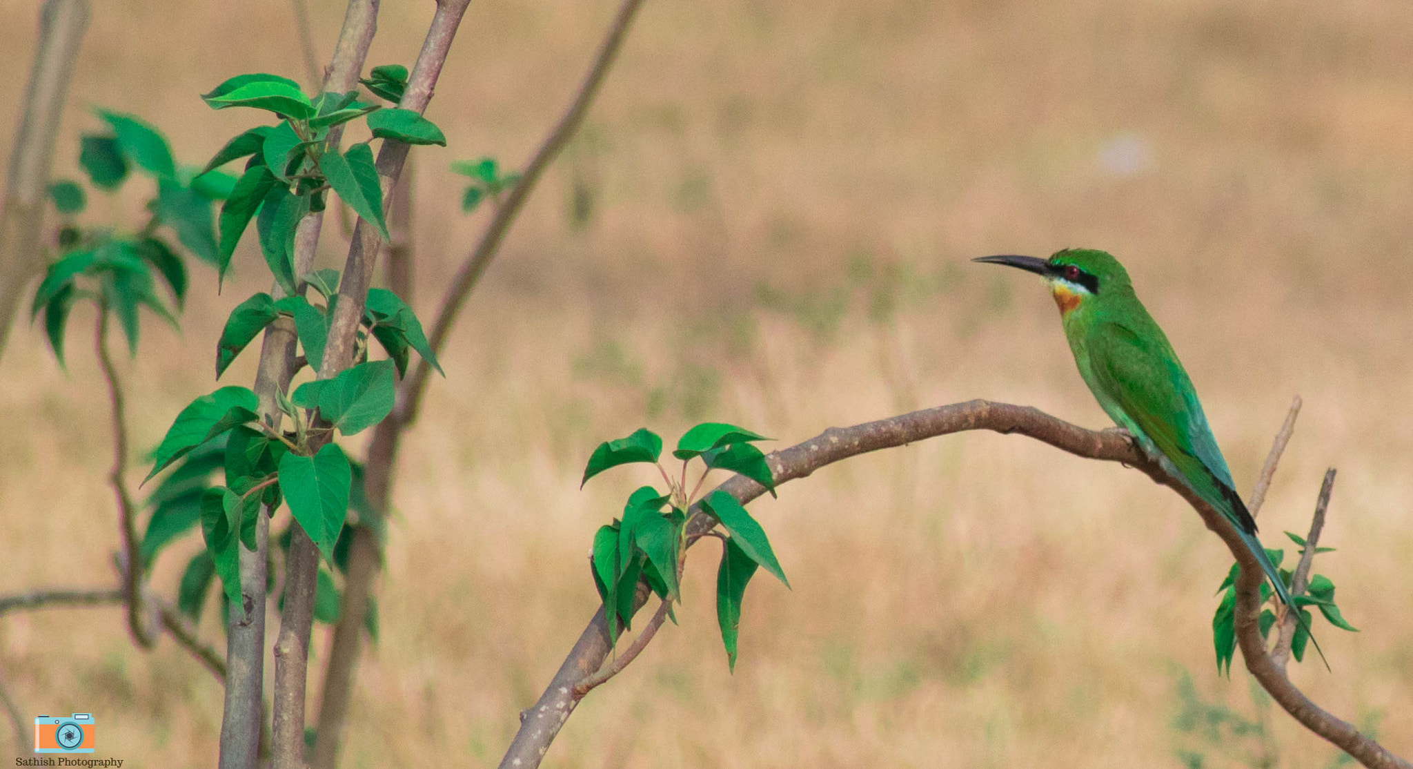 Nikon D5300 + Sigma 70-300mm F4-5.6 DG OS sample photo. Bee eater photography