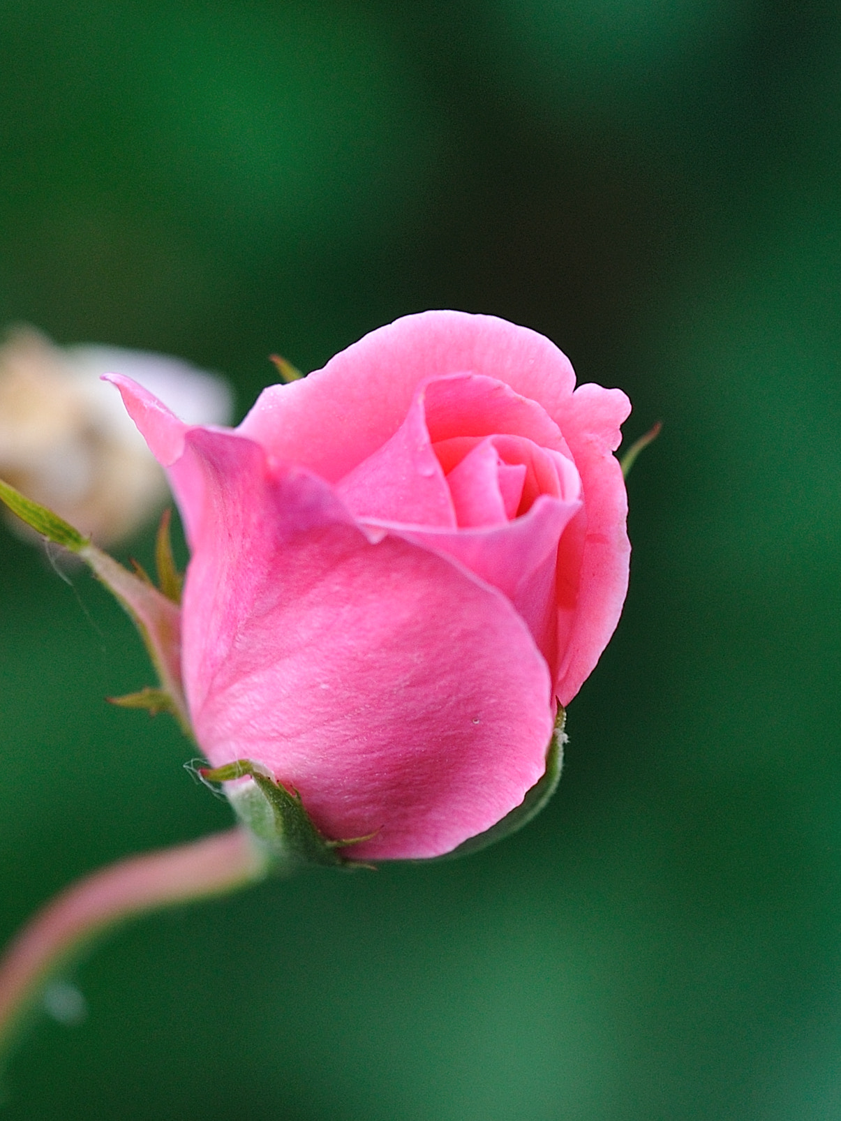 Nikon D700 sample photo. The rose photography