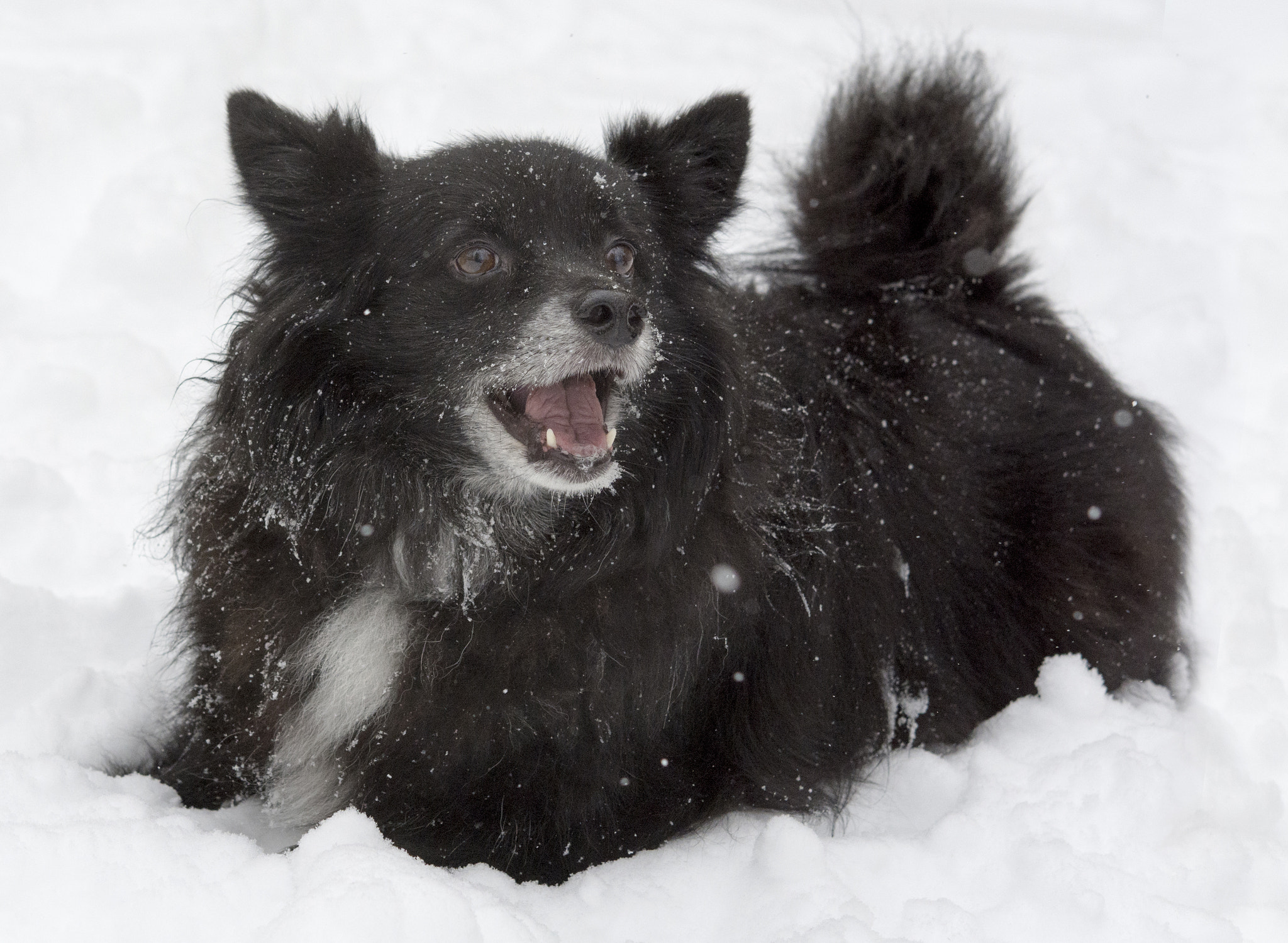 Nikon D7100 sample photo. Happy in the snow photography