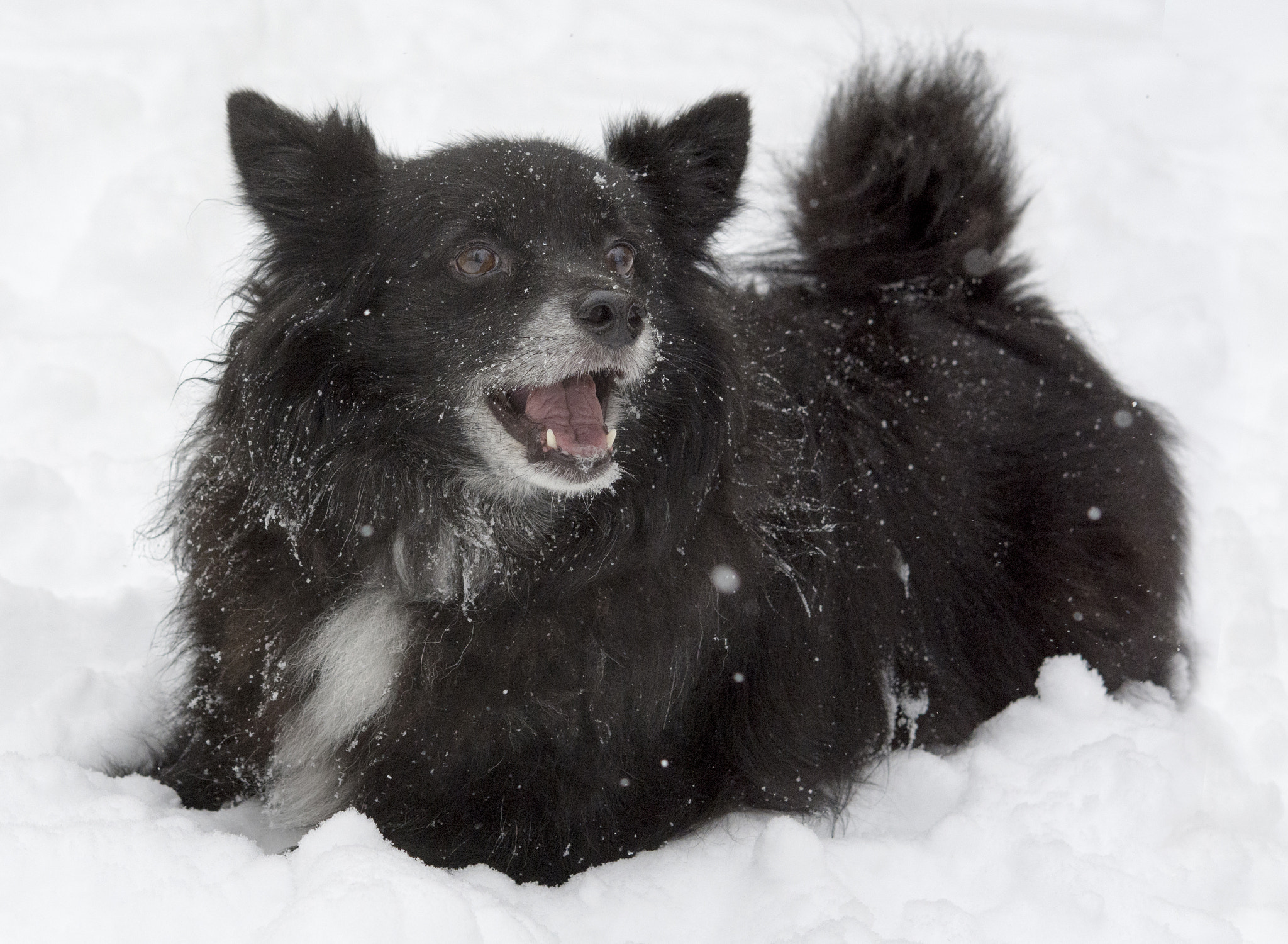 Nikon AF-S Micro-Nikkor 60mm F2.8G ED sample photo. Happy in the snow photography