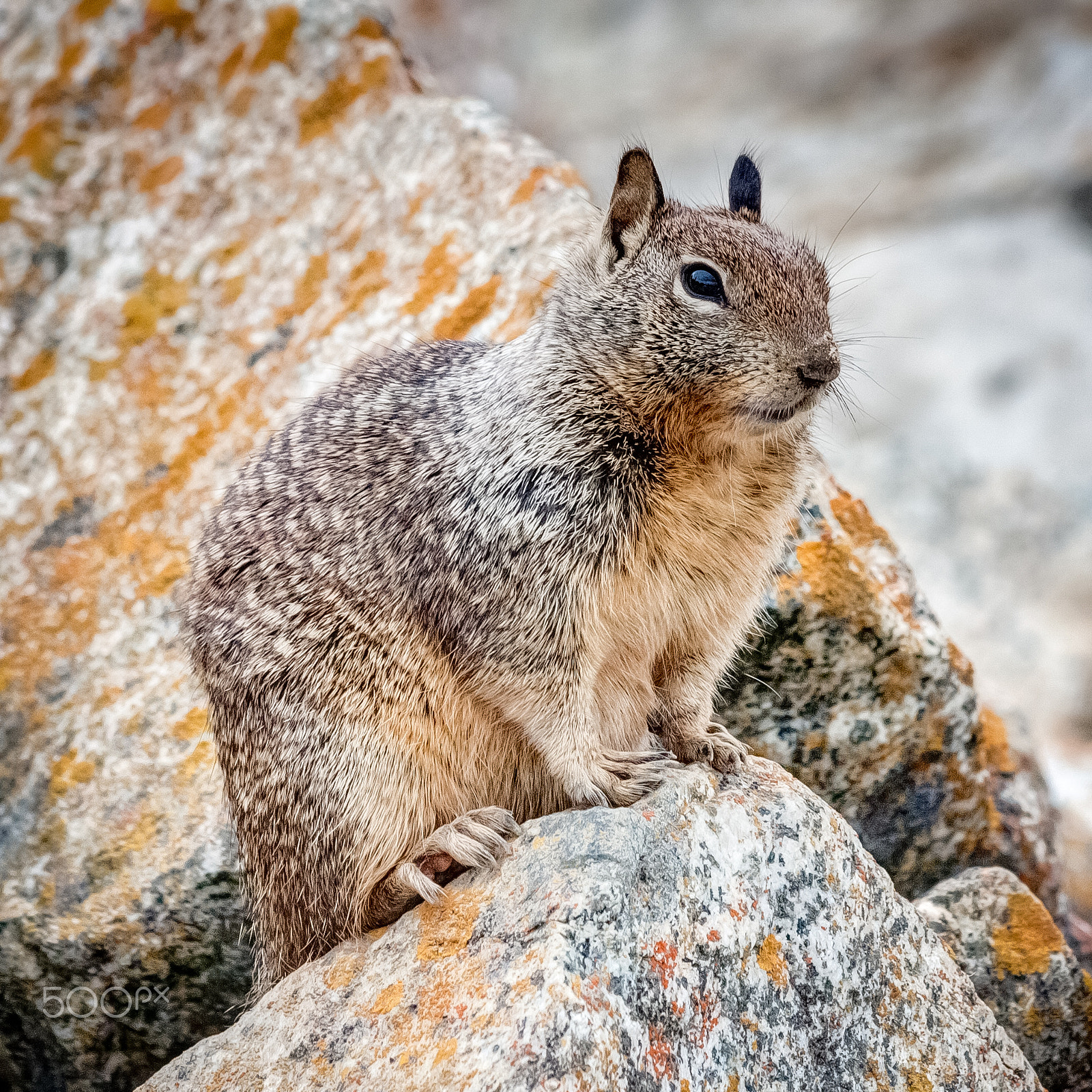 Canon EF 70-300mm F4-5.6 IS USM sample photo. Squirrel on the rocks photography