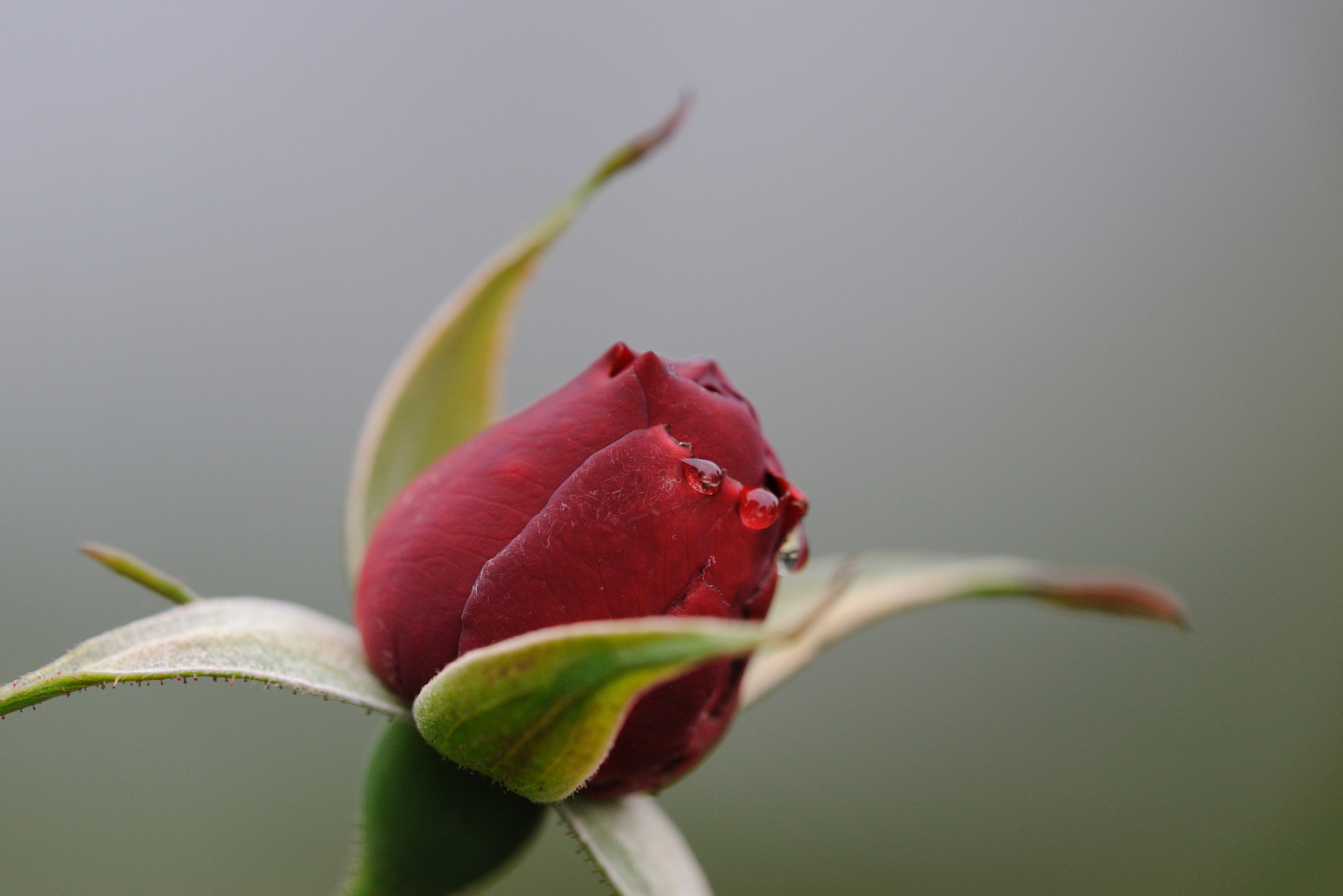 Nikon D700 sample photo. The rose #2 photography