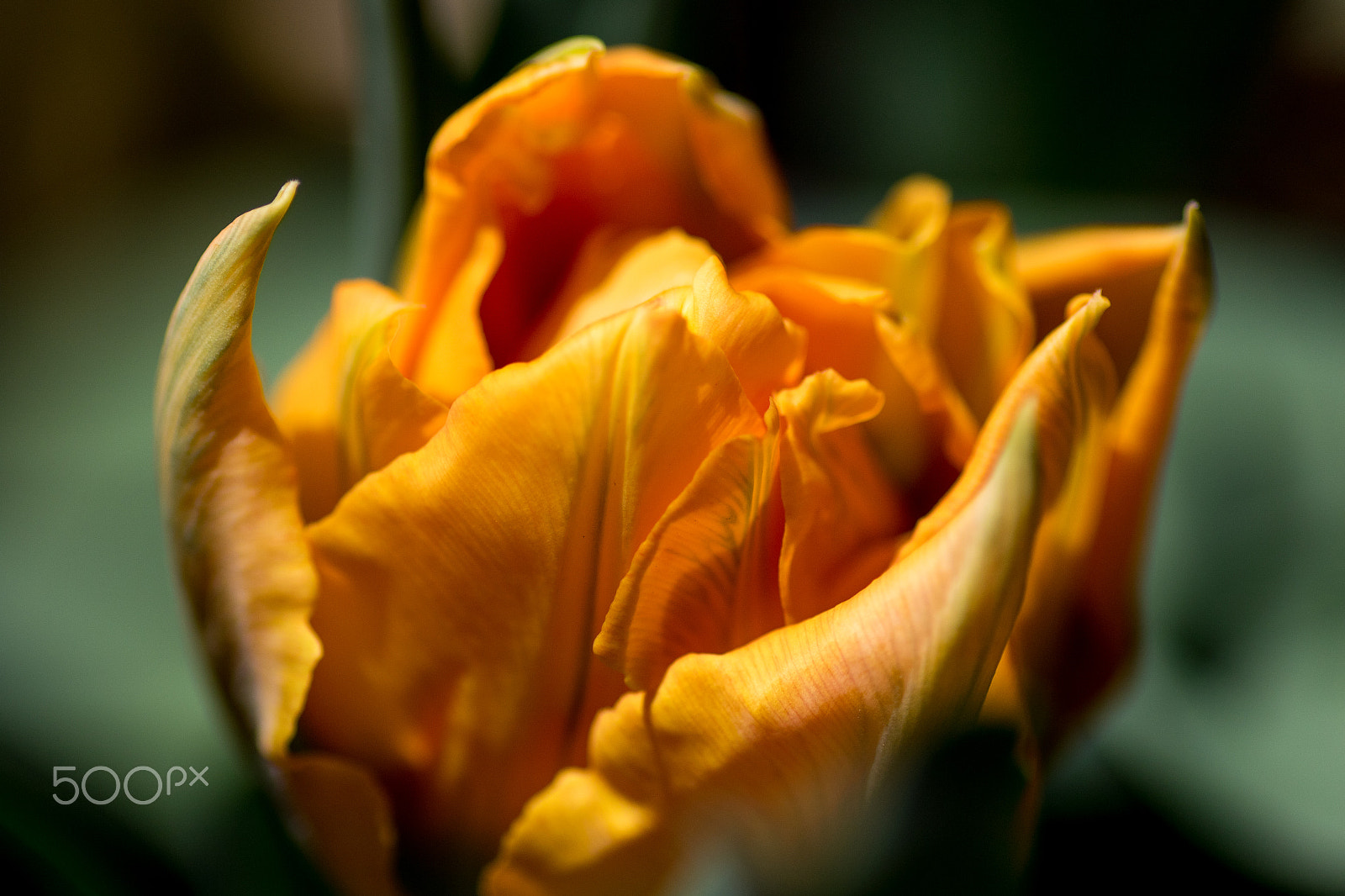 Canon EOS 7D Mark II sample photo. Tulip about to bloom photography