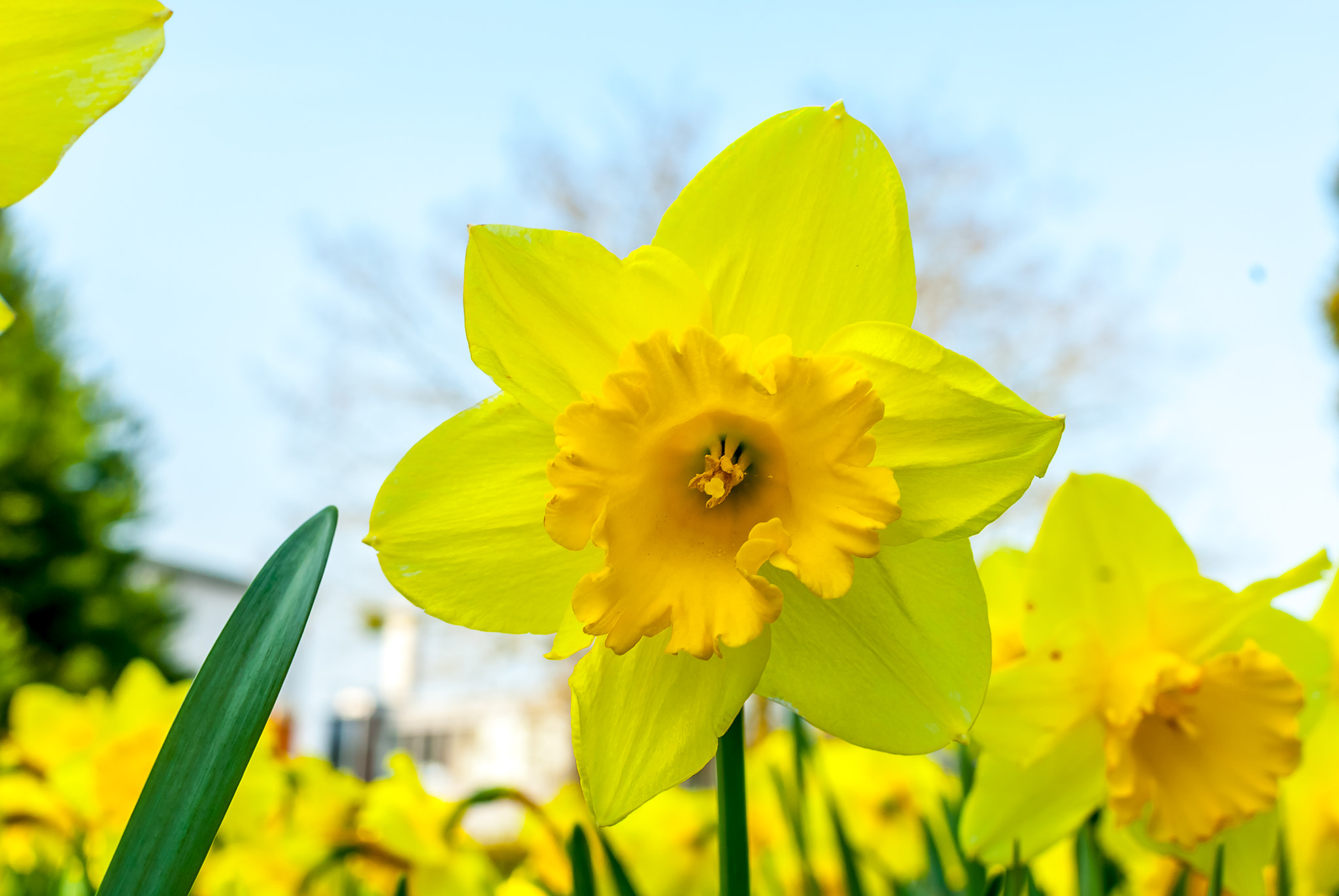 Nikon D200 + Nikon AF-S DX Nikkor 35mm F1.8G sample photo. Yellow daffodil photography