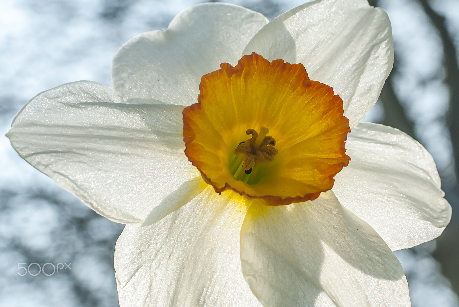 Nikon D200 sample photo. White daffodil with yellow centre photography