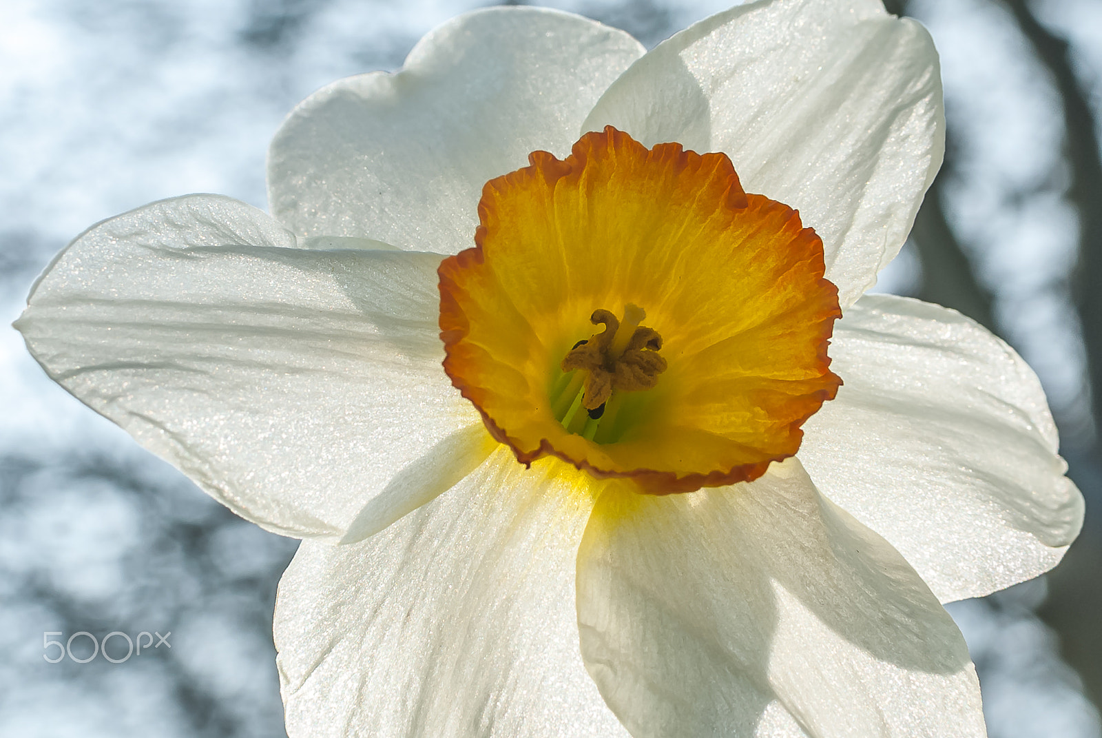 Nikon D200 + Nikon AF-S DX Nikkor 35mm F1.8G sample photo. White daffodil with yellow centre photography