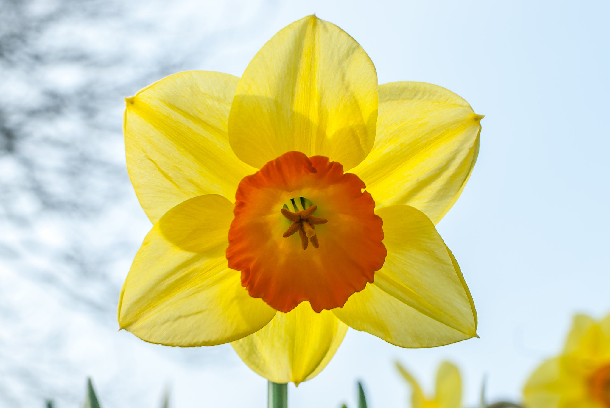 Nikon D200 + Nikon AF-S DX Nikkor 35mm F1.8G sample photo. Yellow daffodill with orange center photography