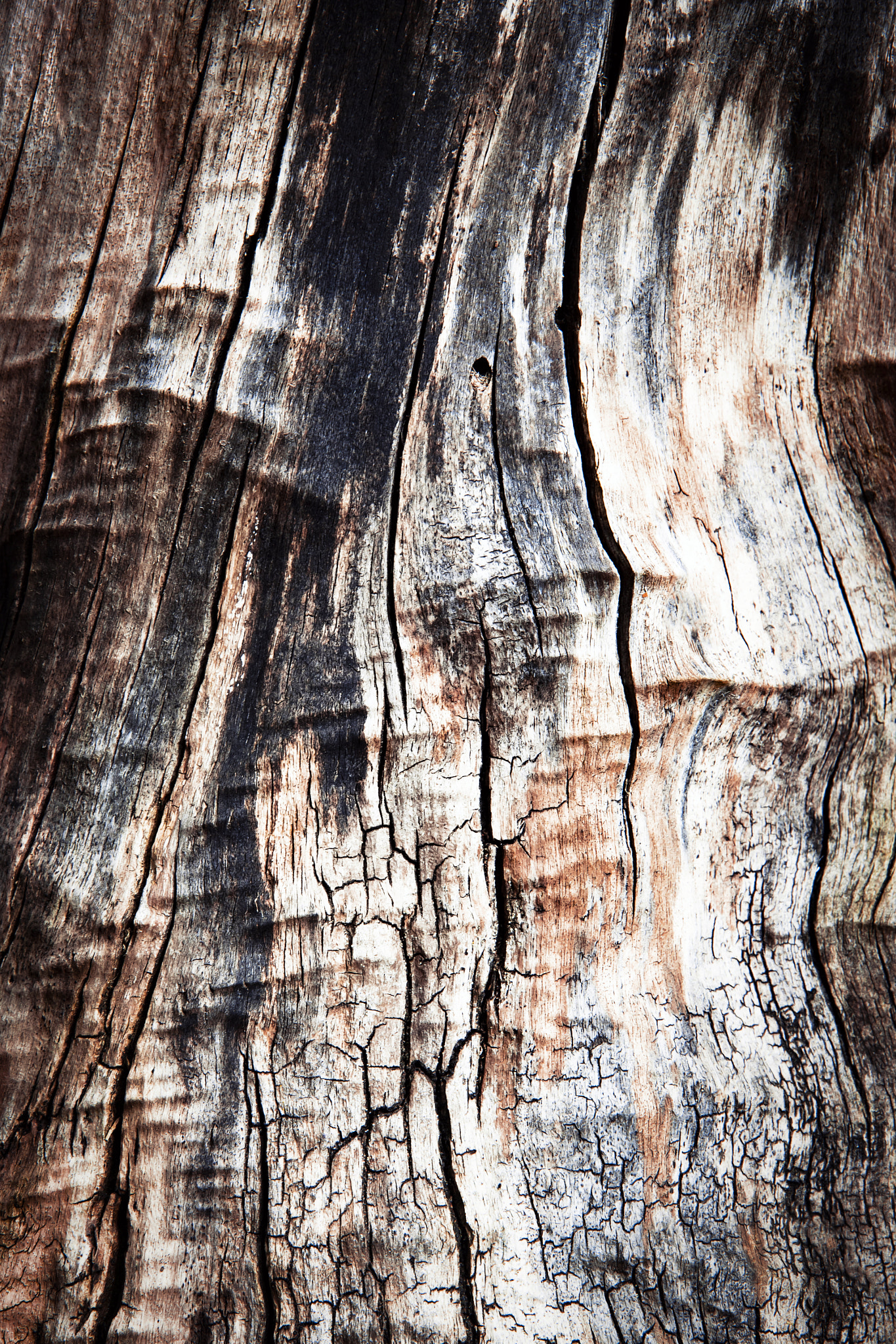 Nikon D5500 sample photo. Old tree stump tree without bark photography