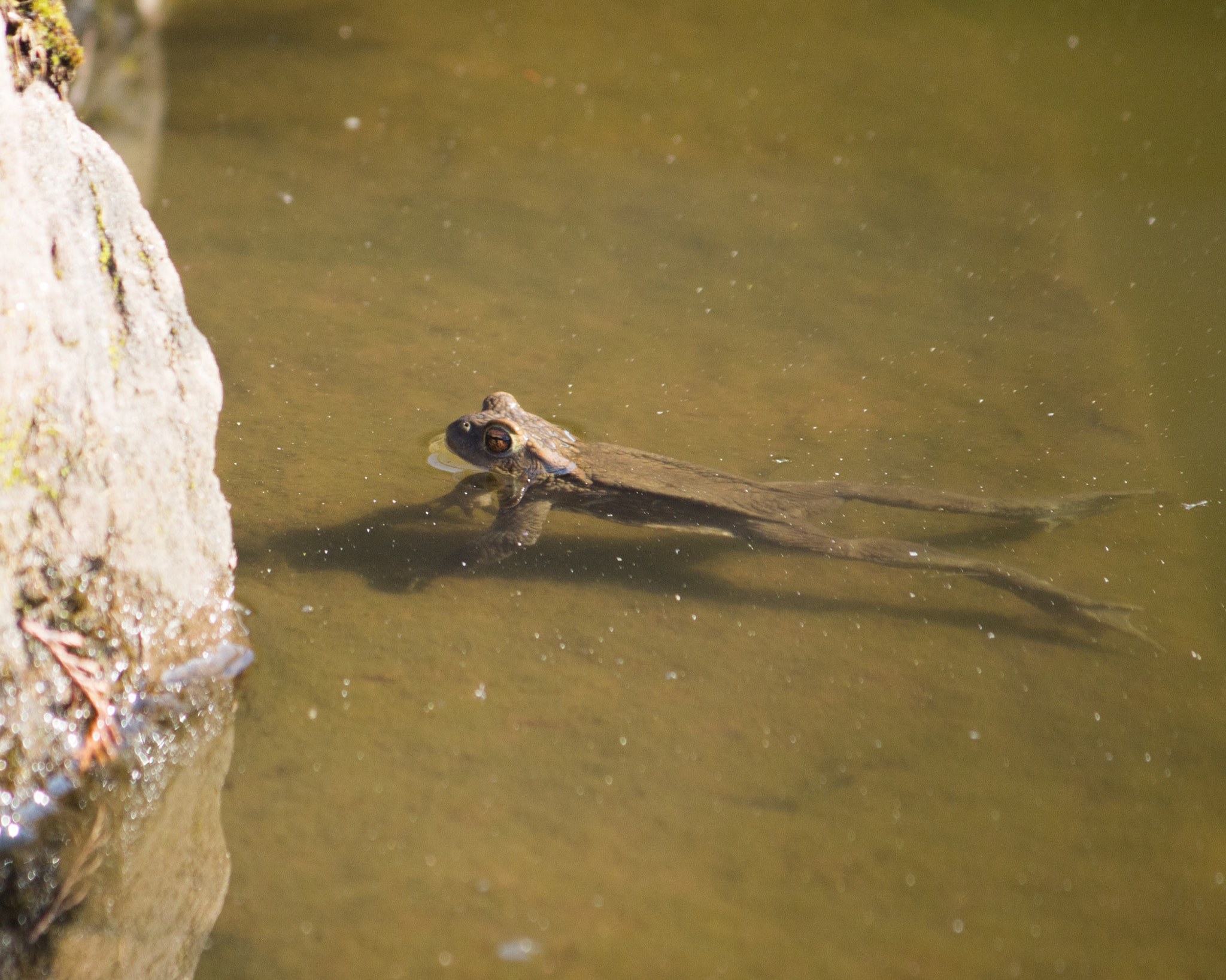 Canon EF-S 55-250mm F4-5.6 IS sample photo. Garten photography