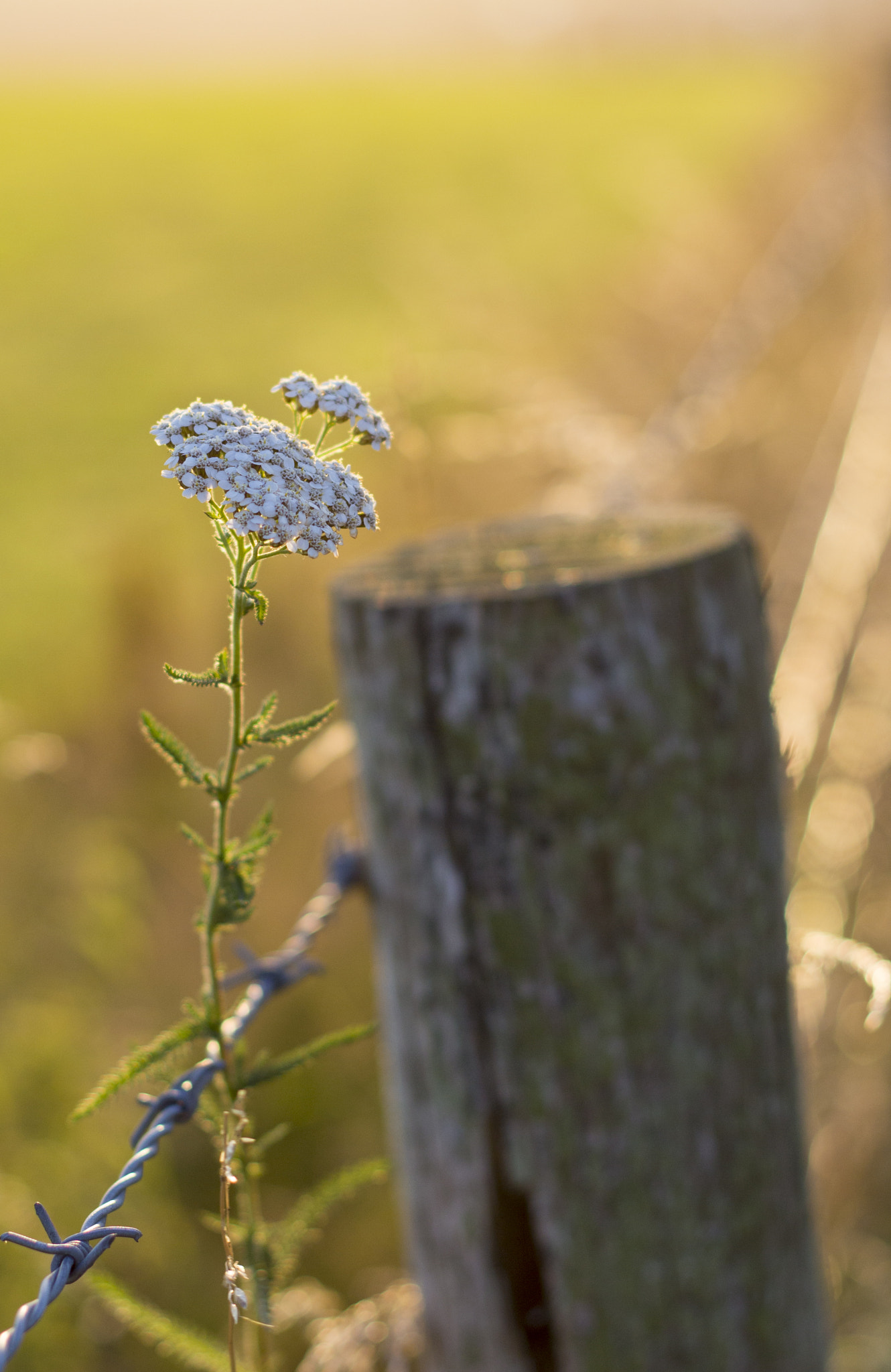 Canon EOS 700D (EOS Rebel T5i / EOS Kiss X7i) + Canon EF 50mm F1.8 II sample photo. Codden hill flower photography