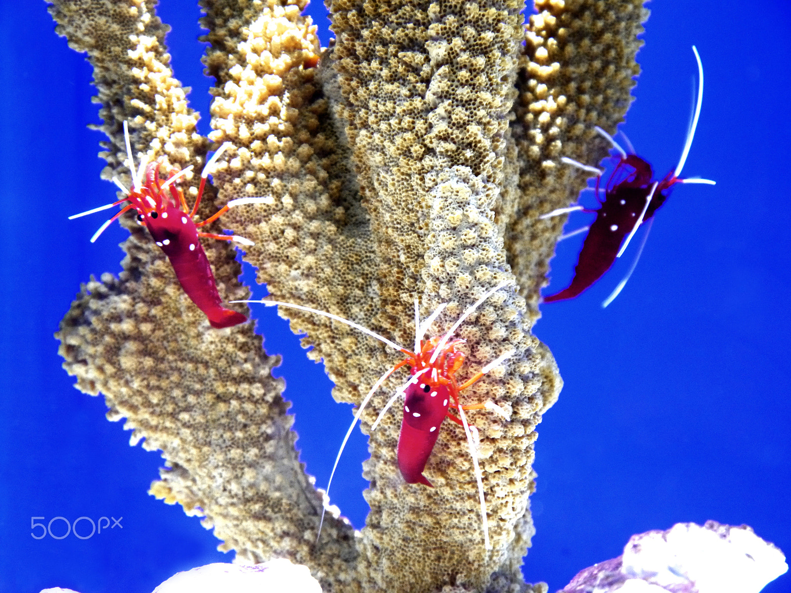 Panasonic Lumix DMC-G5 sample photo. 3 cleaner shrimps photography