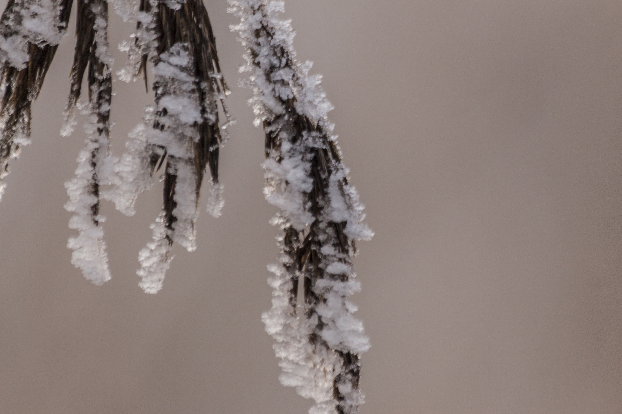 Canon EF 70-300mm F4-5.6 IS USM sample photo. Detail photography