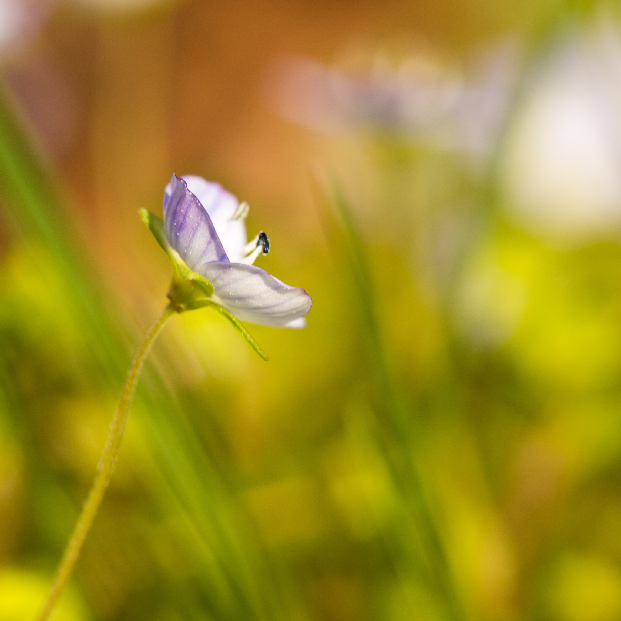 Canon EF 100mm F2.8L Macro IS USM sample photo. Blue flower photography