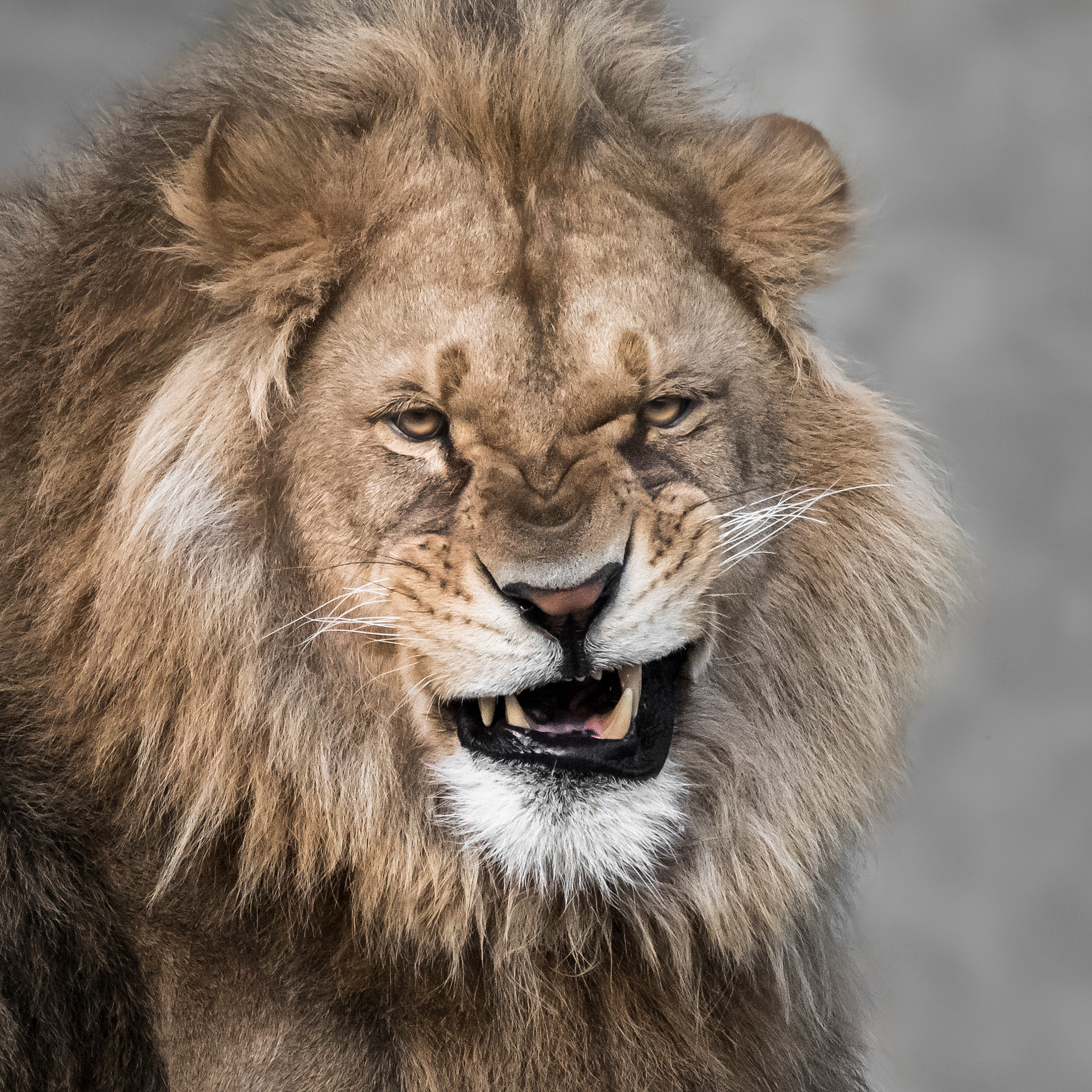 Nikon D810 sample photo. African lion v photography