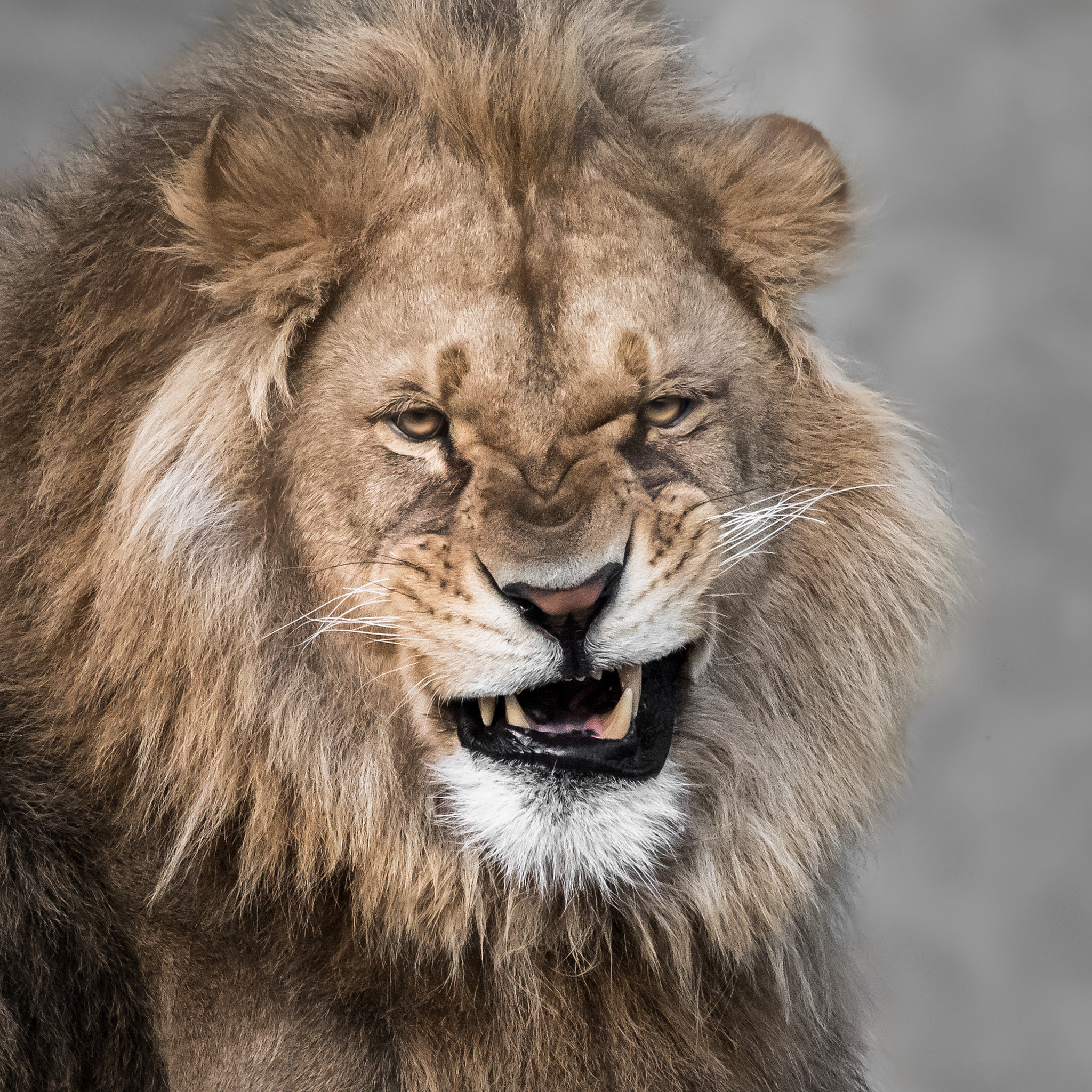 Nikon AF-S Nikkor 200-500mm F5.6E ED VR sample photo. African lion v photography