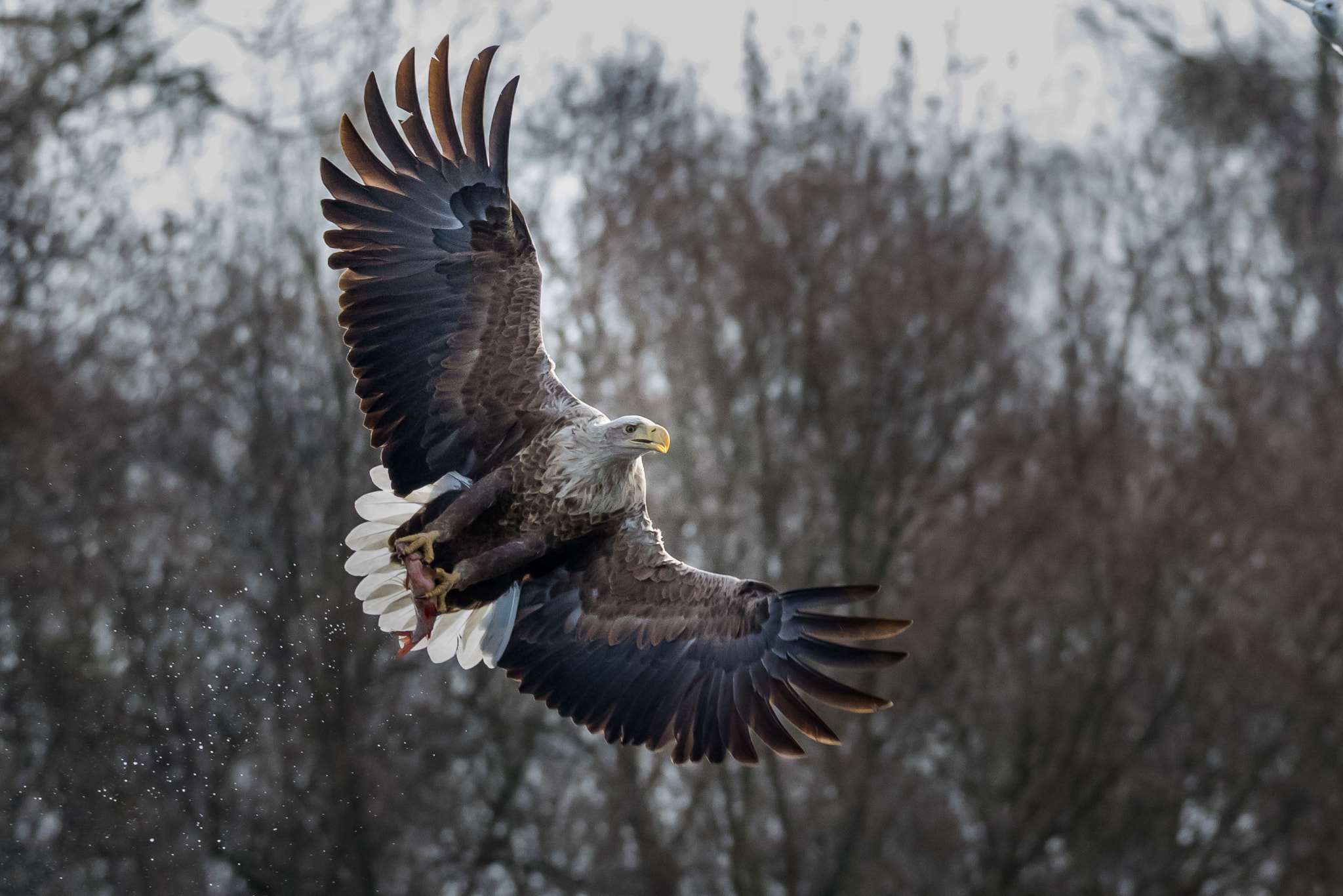 Canon EOS 7D Mark II + 150-600mm F5-6.3 DG OS HSM | Sports 014 sample photo. White-tailed eagle photography