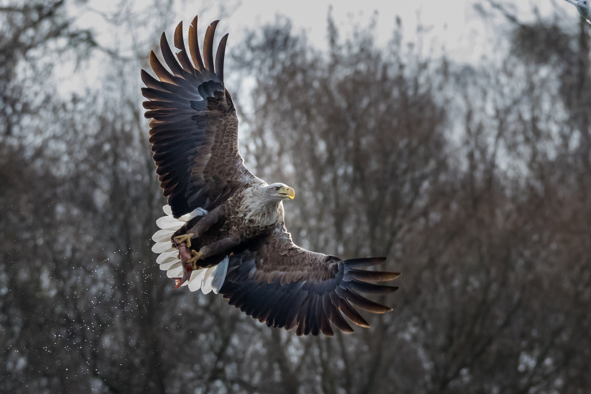150-600mm F5-6.3 DG OS HSM | Sports 014 sample photo. White-tailed eagle photography