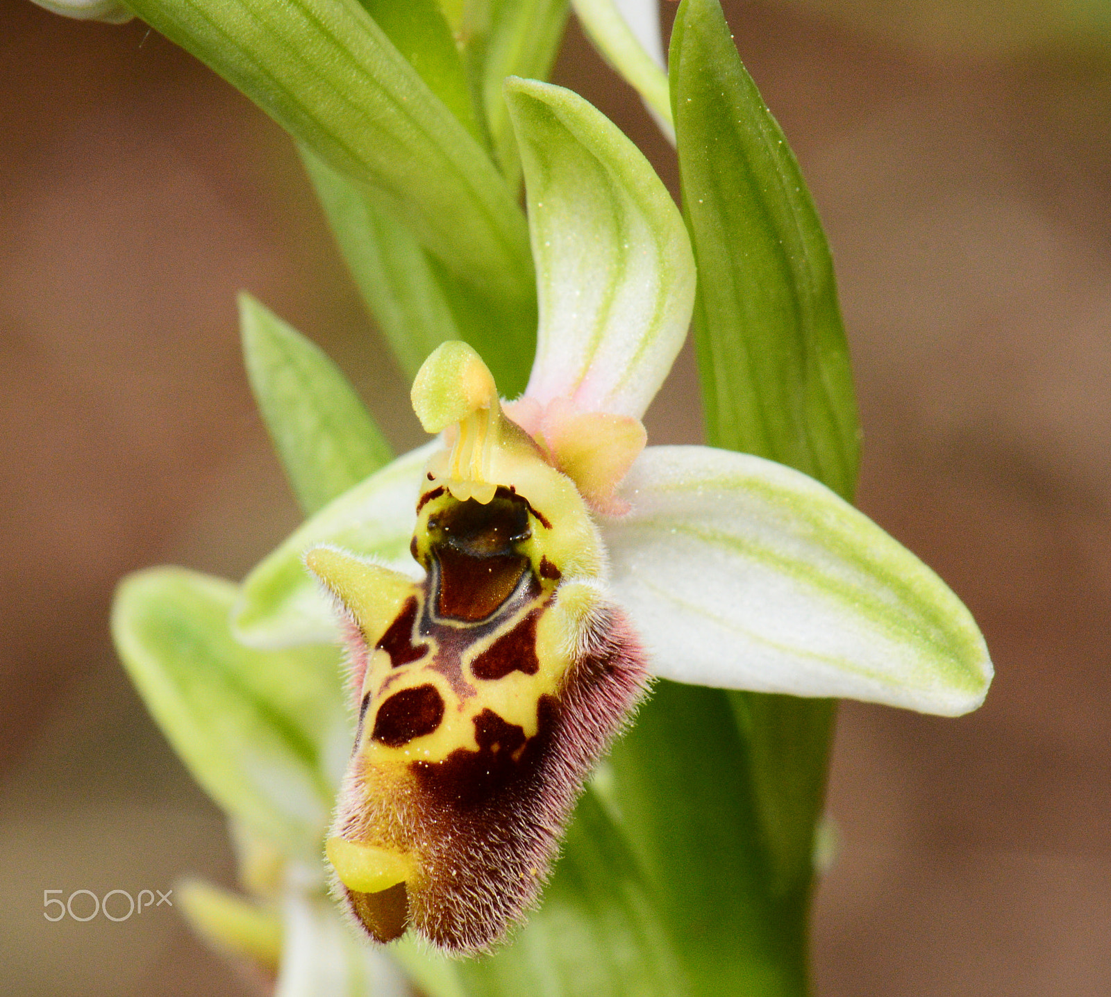 Nikon AF-S Micro-Nikkor 105mm F2.8G IF-ED VR sample photo