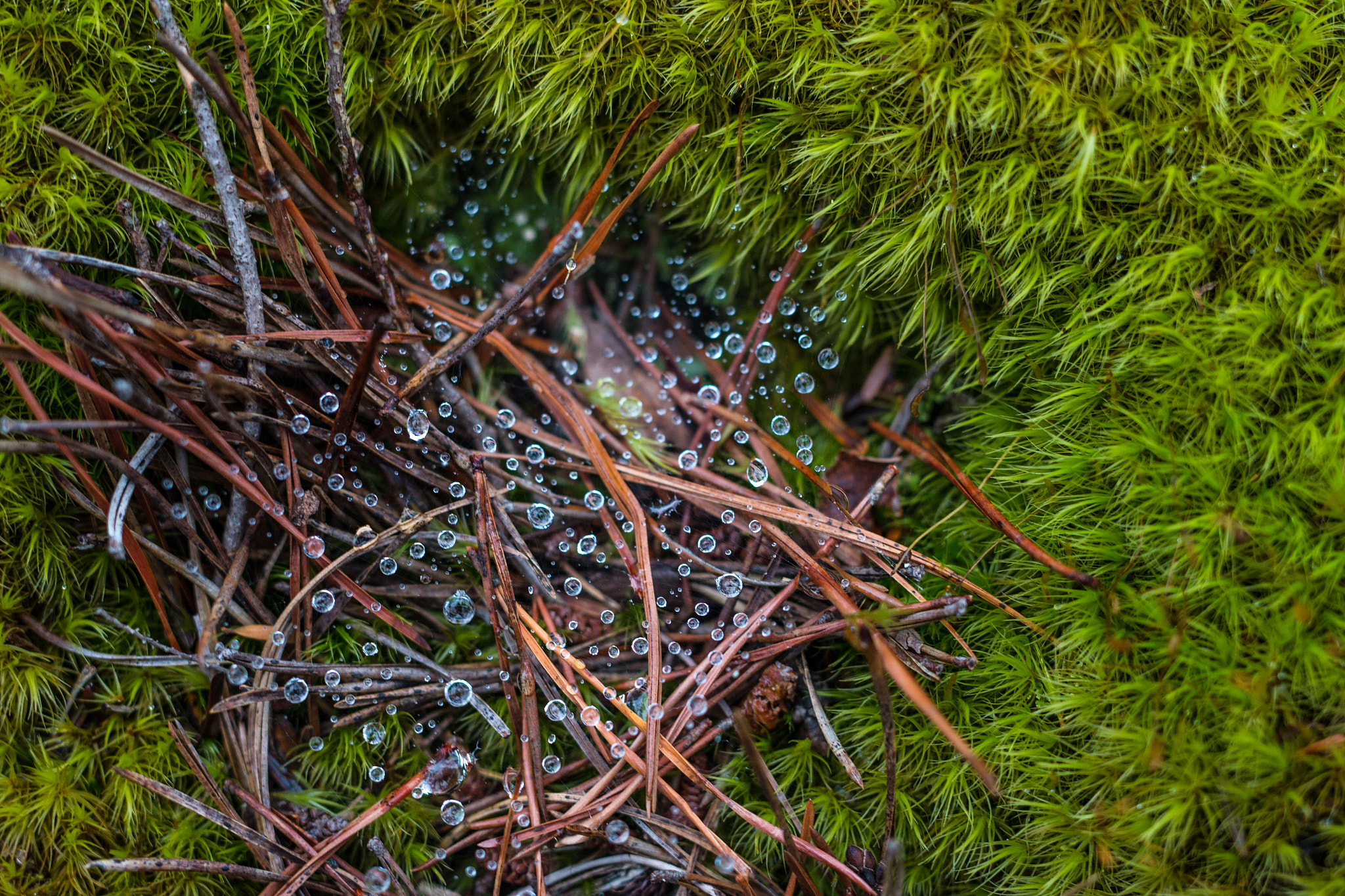 Sigma 50mm F1.4 EX DG HSM sample photo. Water web photography