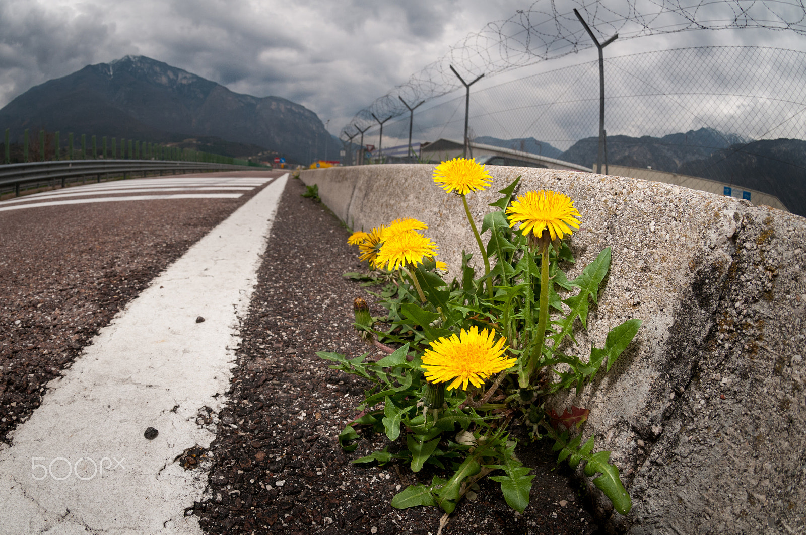 Nikon AF DX Fisheye-Nikkor 10.5mm F2.8G ED sample photo. Plants vs. cement photography