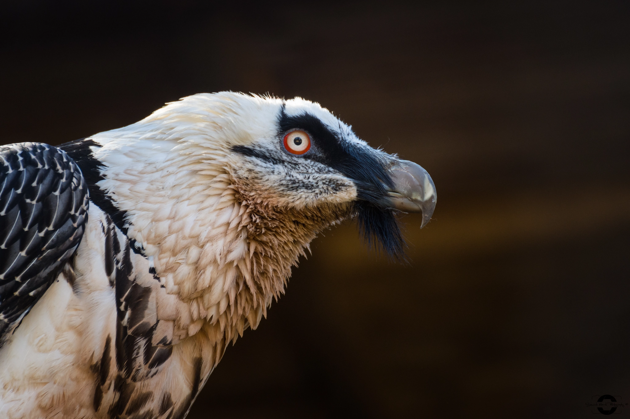 Nikon D7200 sample photo. Orlosup p photography