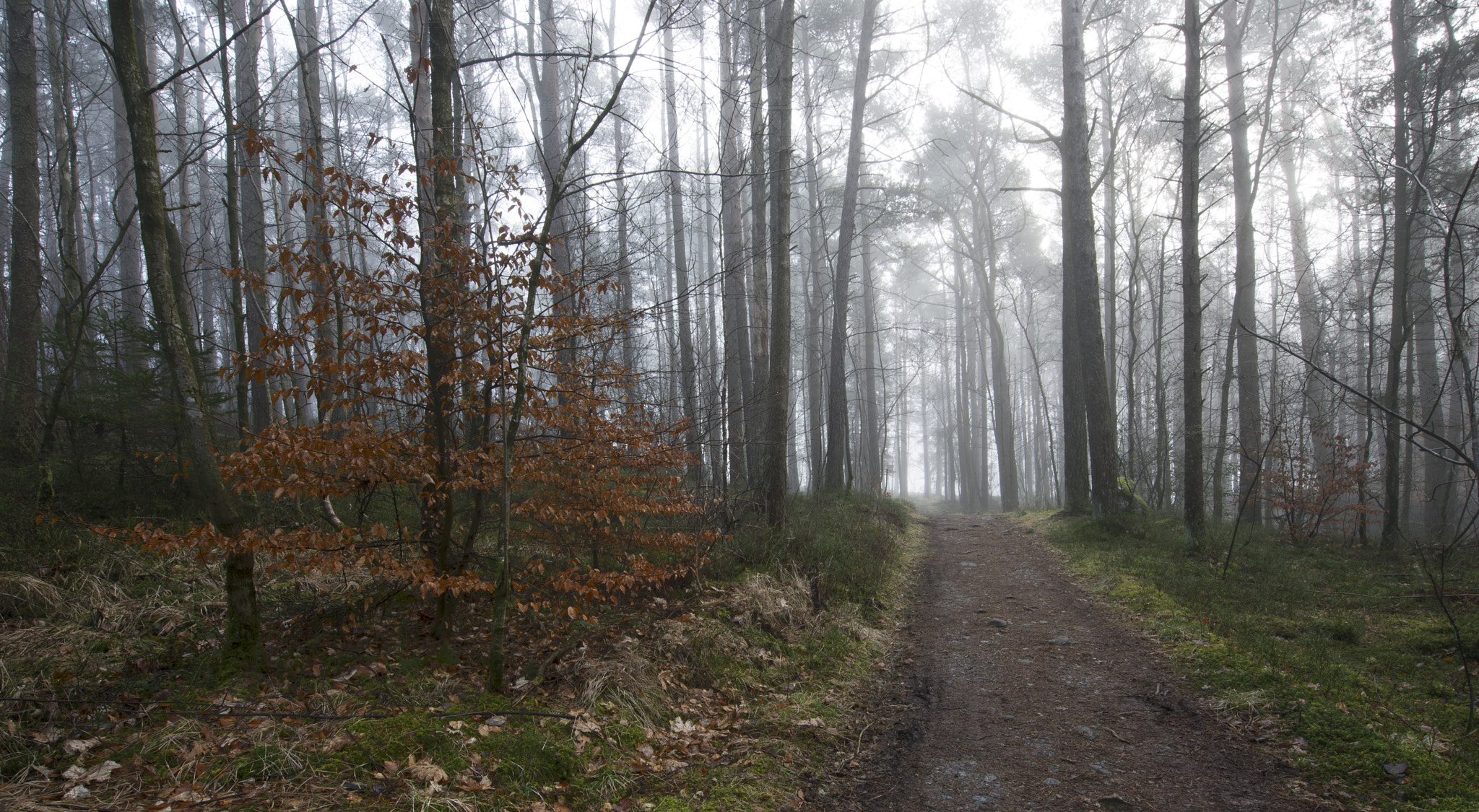 Nikon D800 sample photo. Fog in the woods photography