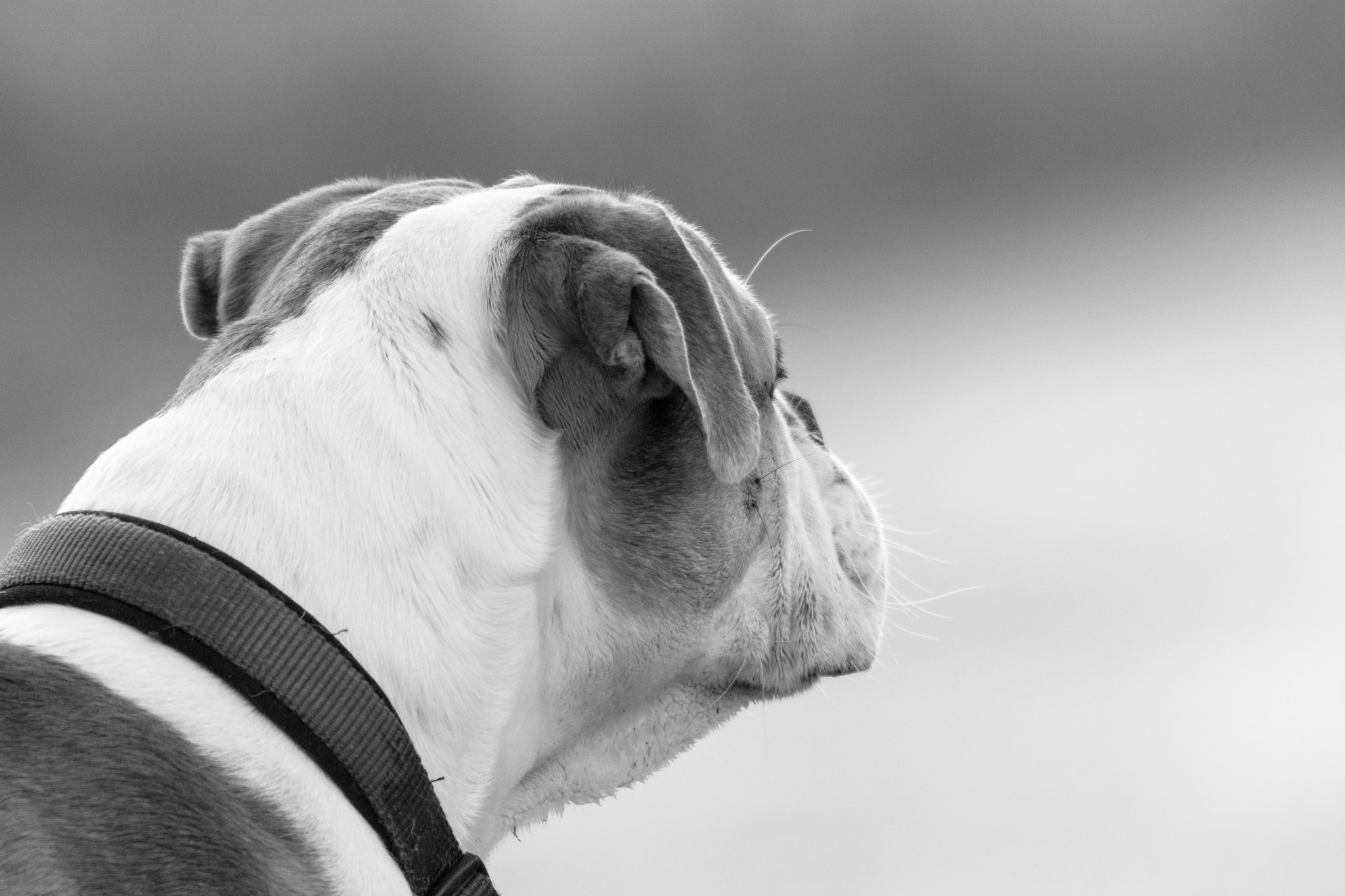 Sigma 150-600mm F5-6.3 DG OS HSM | C sample photo. Thoughtful dog photography