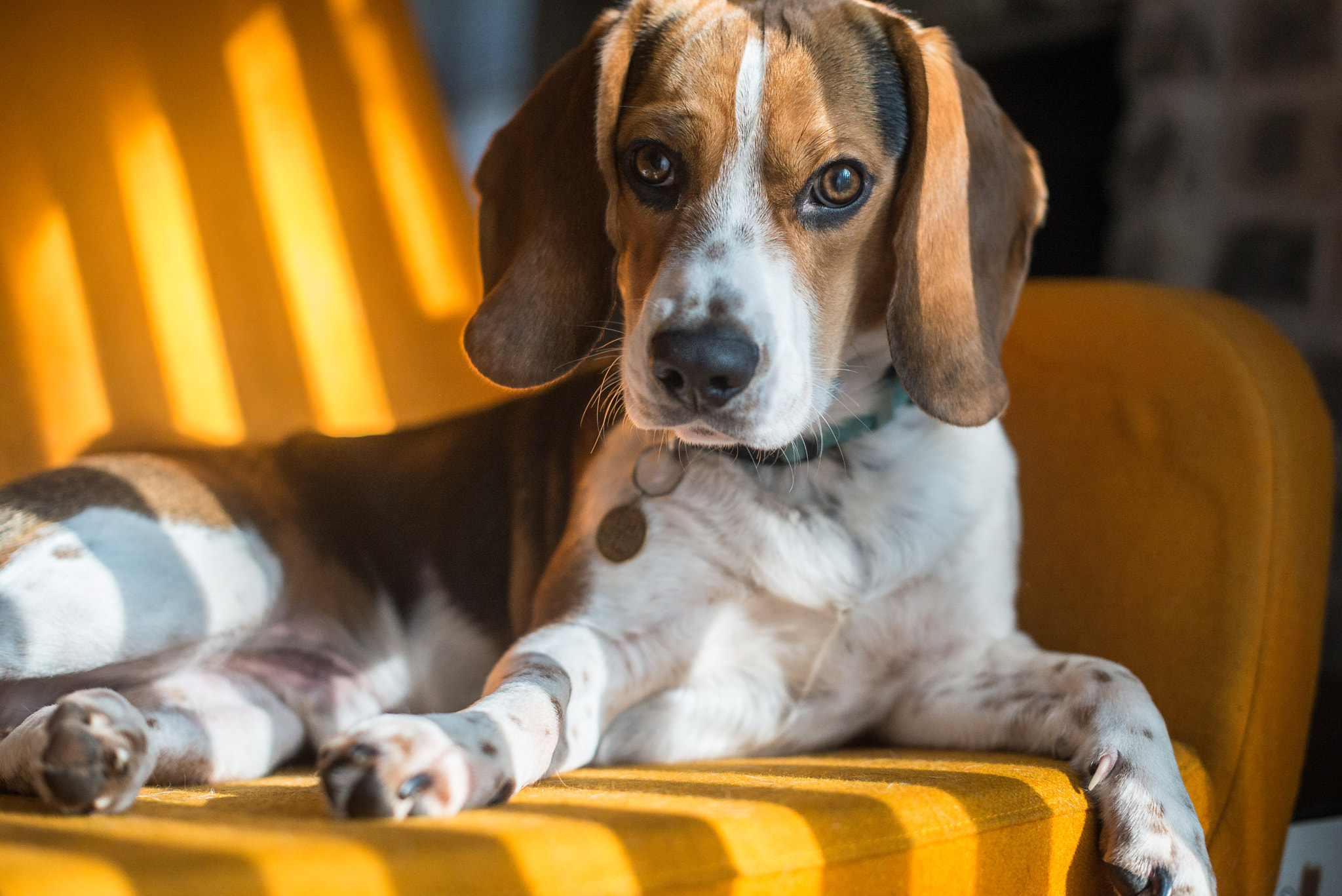 Nikon D610 sample photo. Beagle stripes photography