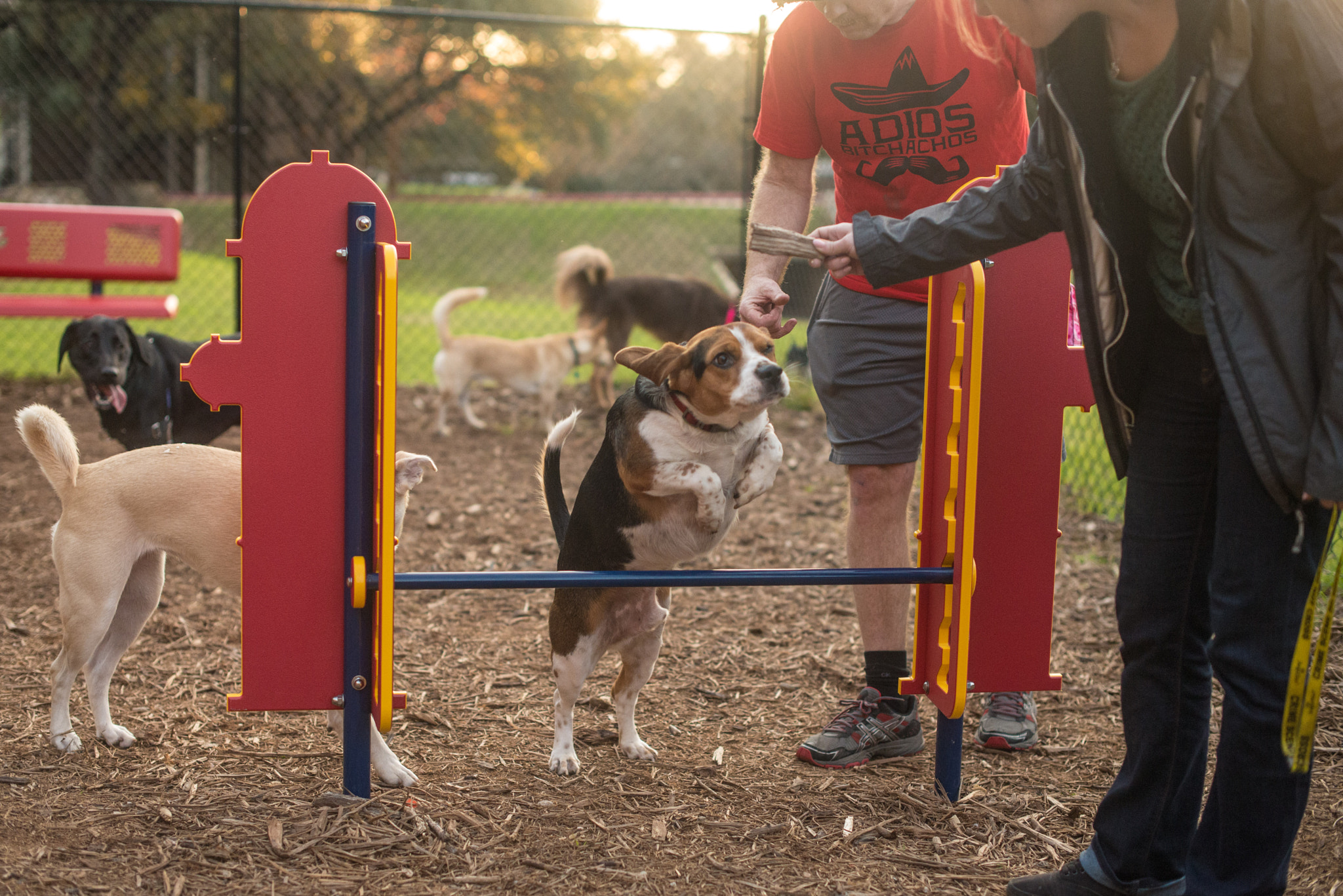 Nikon D610 sample photo. Circus beagle photography