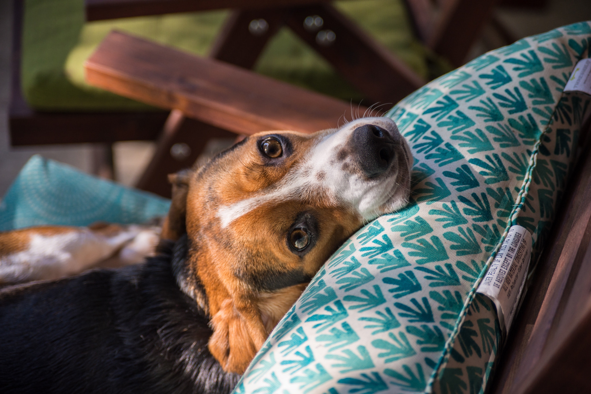 AF Zoom-Nikkor 28-105mm f/3.5-4.5D IF sample photo. Puppy eyes photography