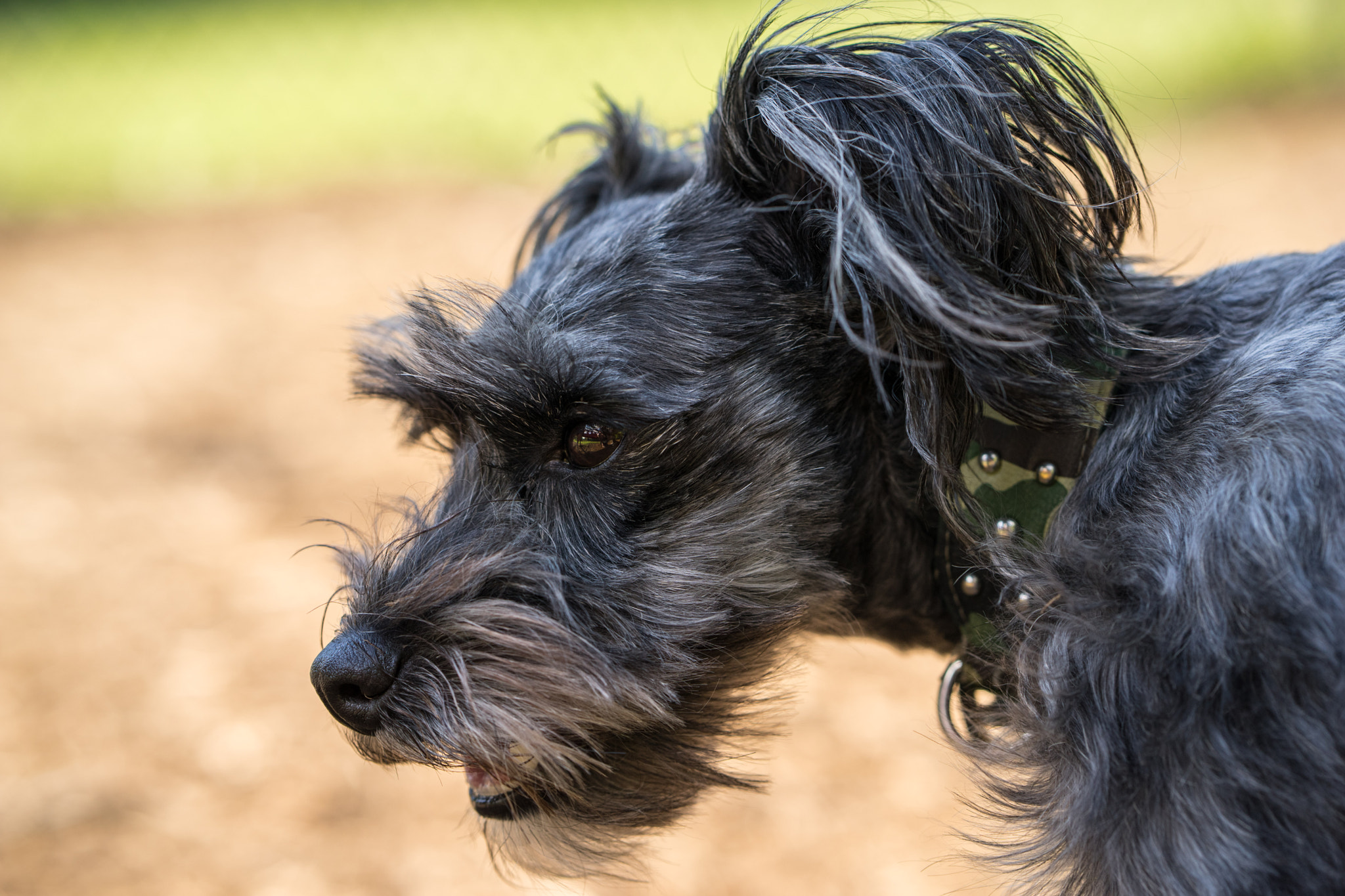 Sony a7 II + ZEISS Batis 85mm F1.8 sample photo. Schauzer photography