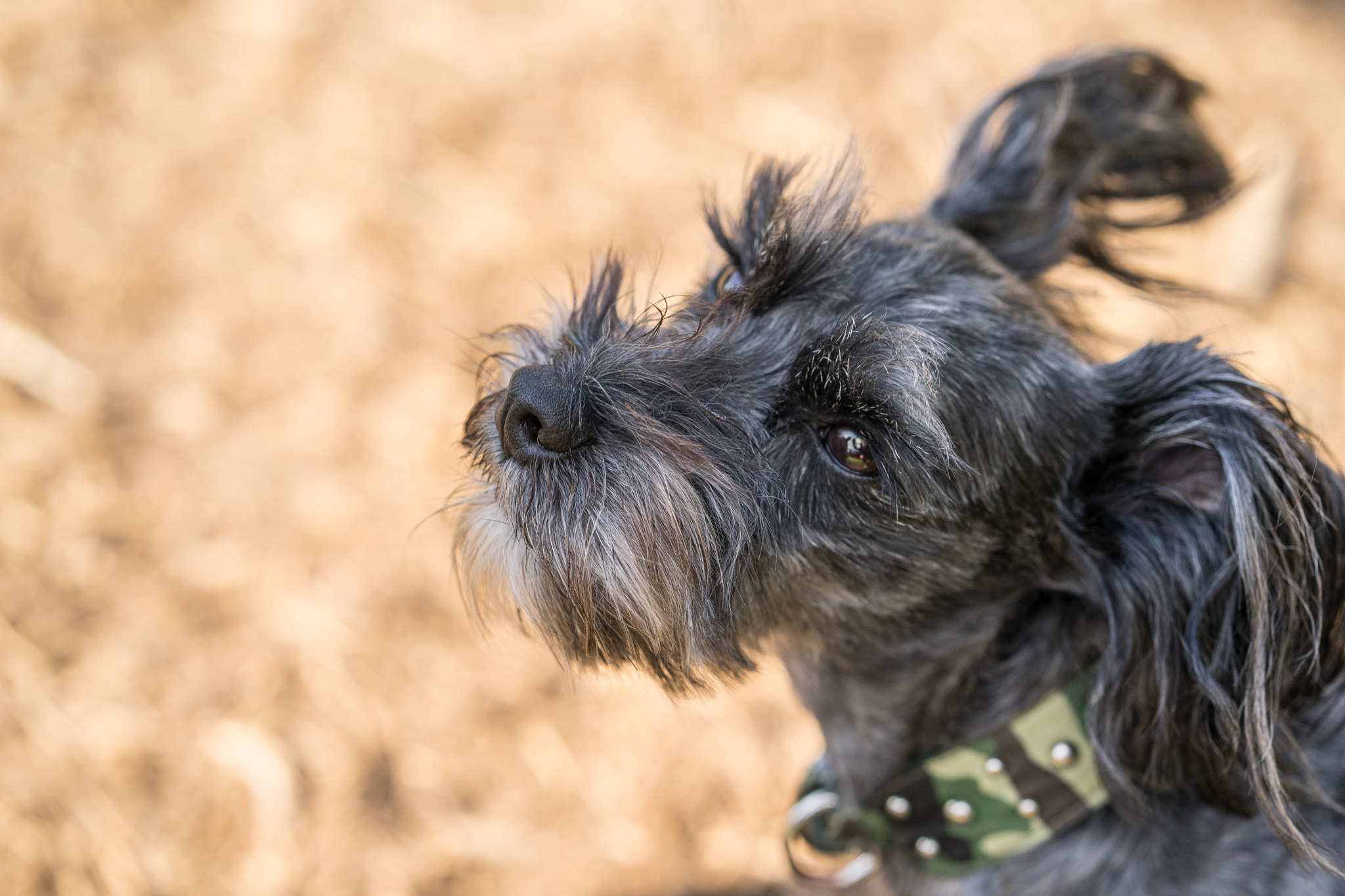 Sony a7 II + ZEISS Batis 85mm F1.8 sample photo. Super cooper photography