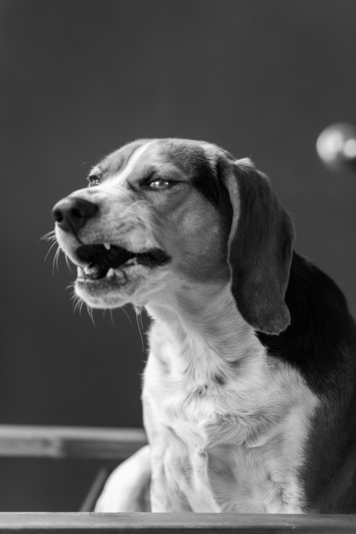ZEISS Batis 85mm F1.8 sample photo. Yawn eyes photography