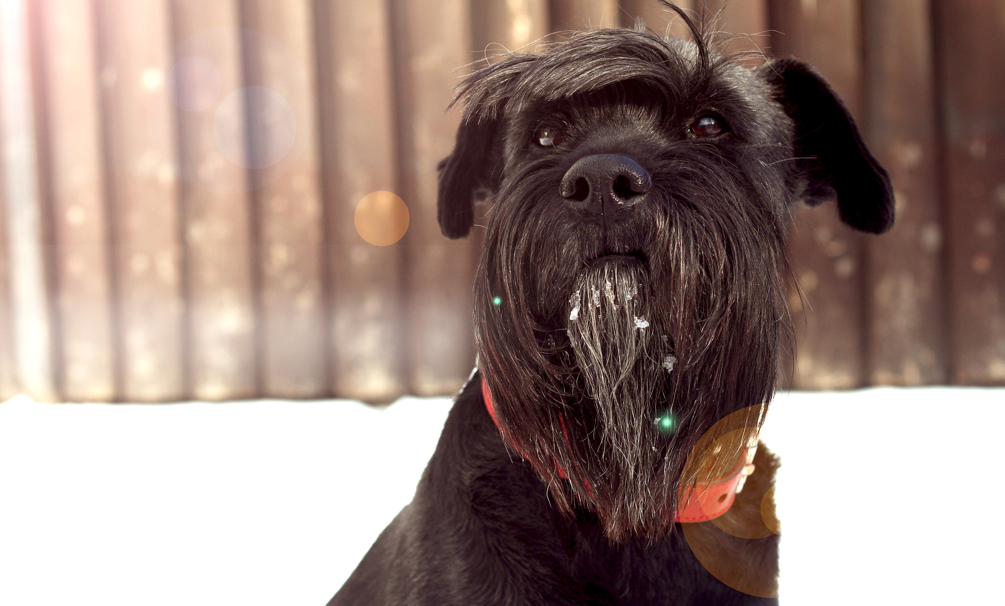 Canon EOS 700D (EOS Rebel T5i / EOS Kiss X7i) + Canon EF 50mm F1.8 II sample photo. Alan - schnauzer. photography